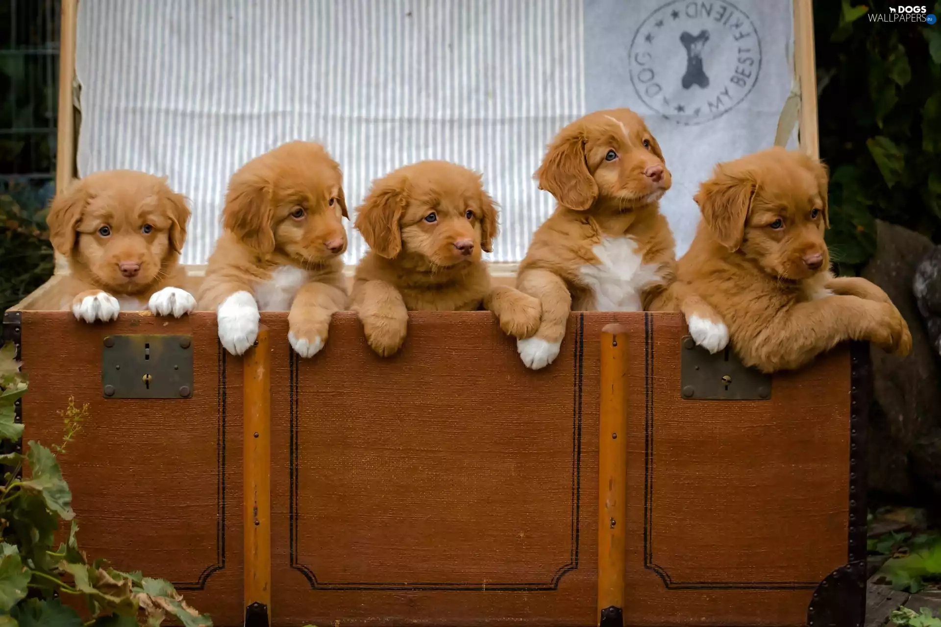 retriever, box, sweet, puppies, five