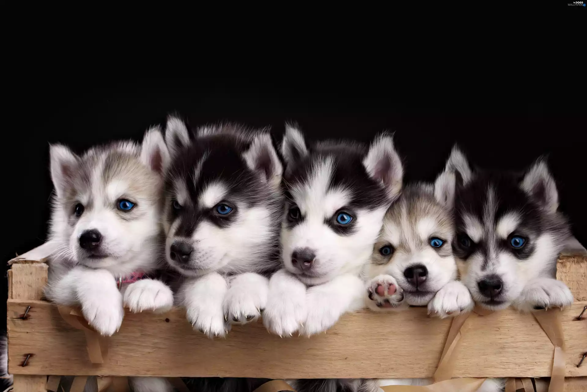 puppies, five, Wooden, box, Husky, sweet