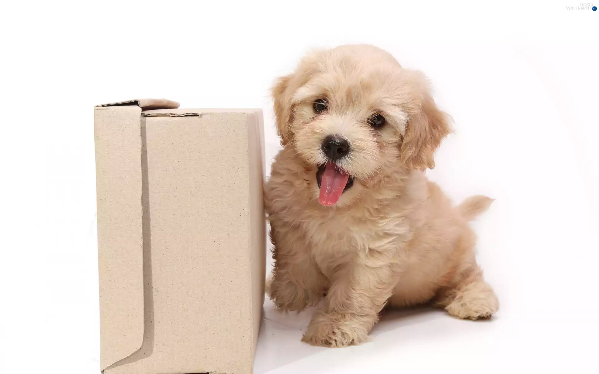 Box, Puppy, Tounge