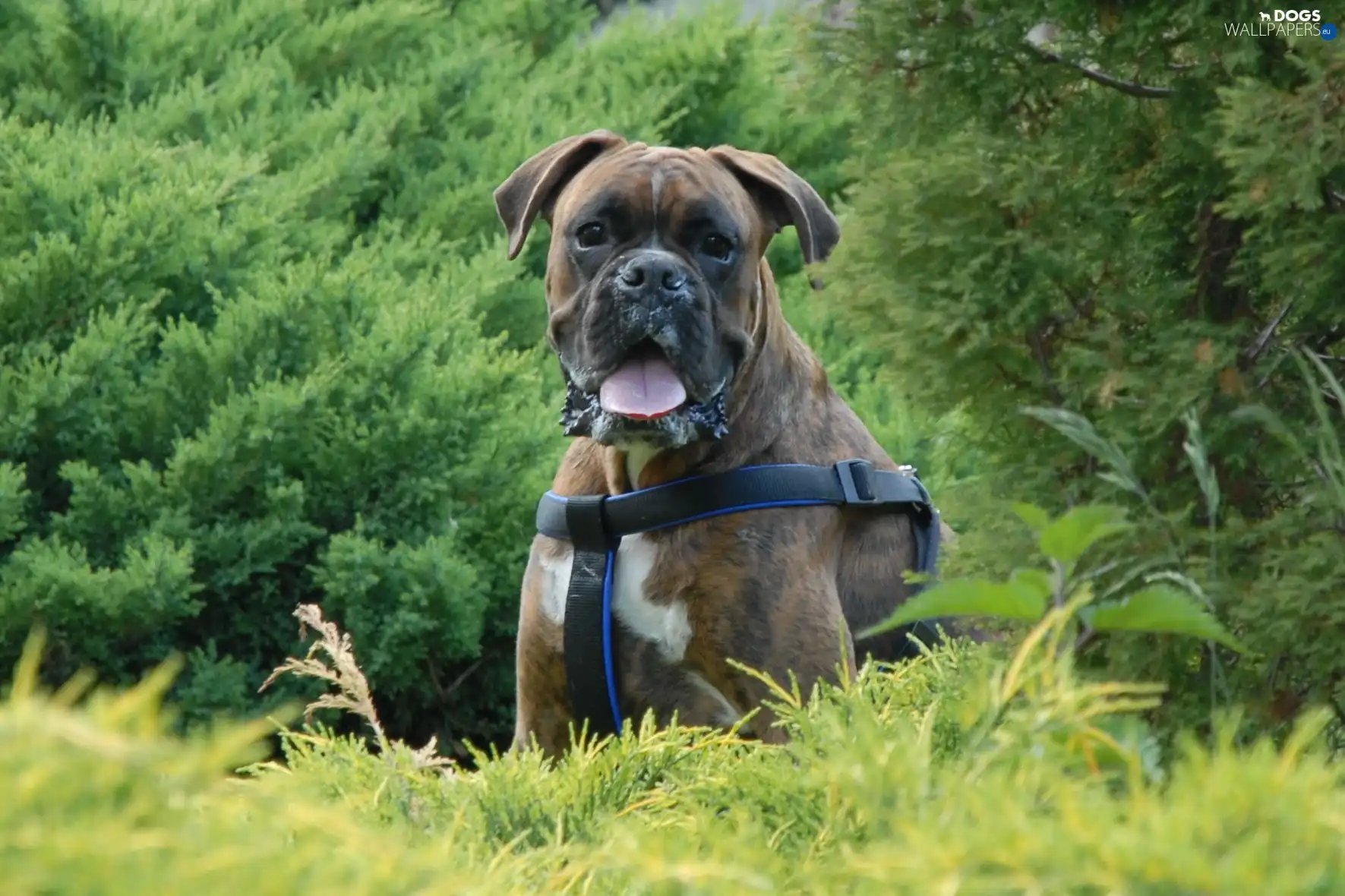 boxer