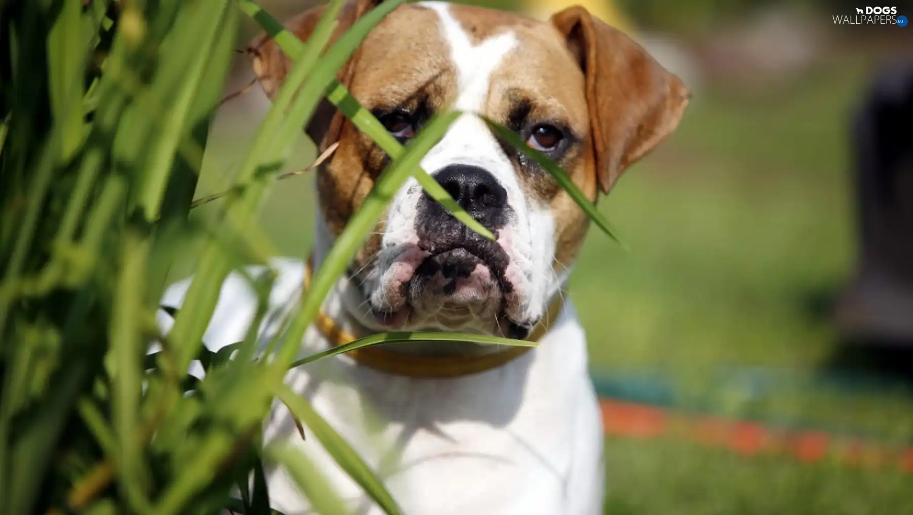 boxer