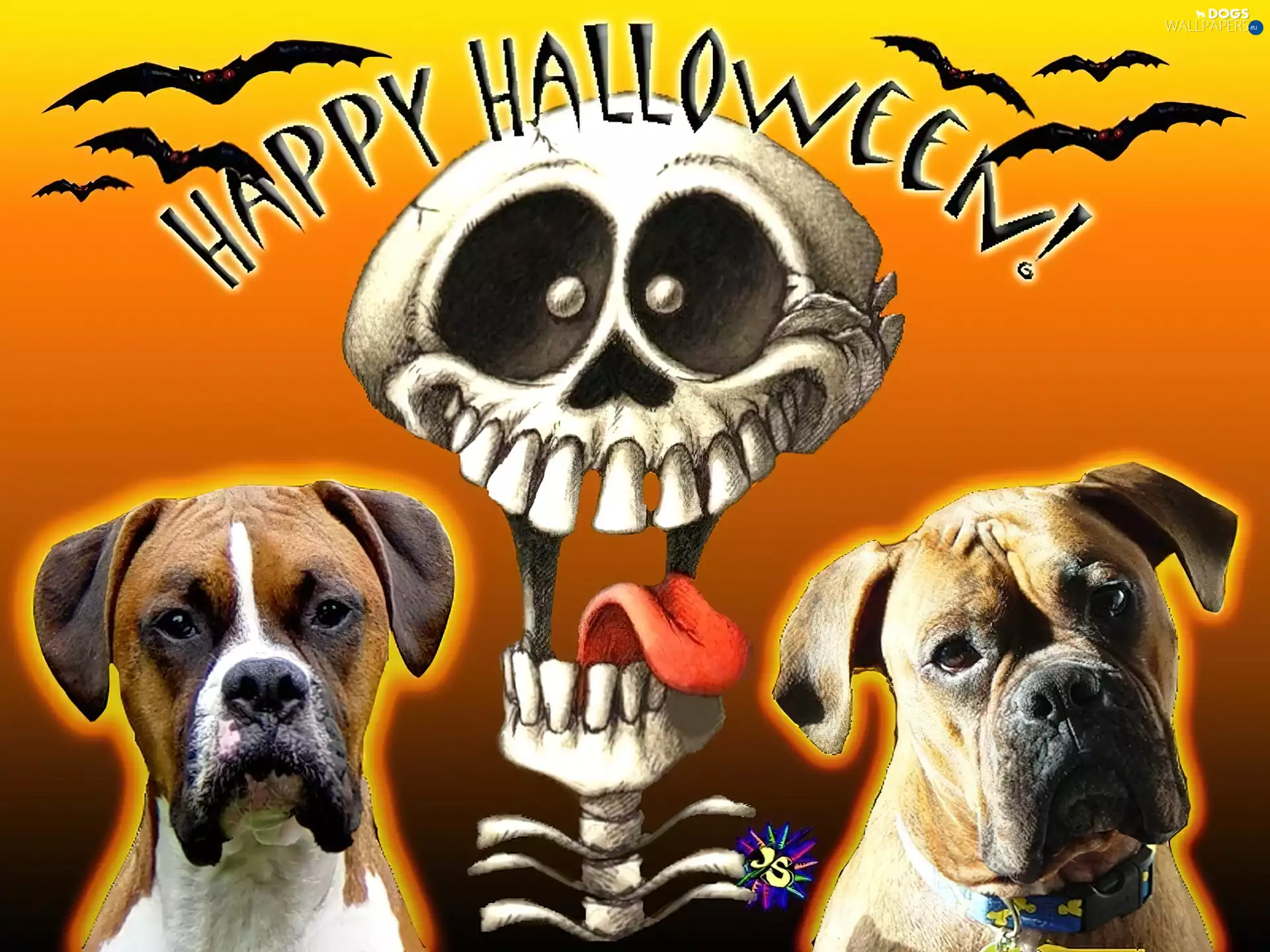 boxer, halloween, dog