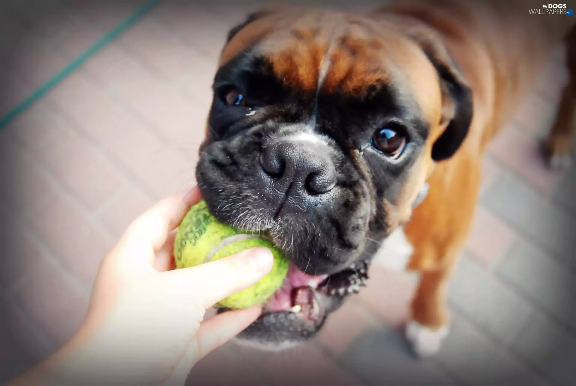 dog, Ball, hand, boxer