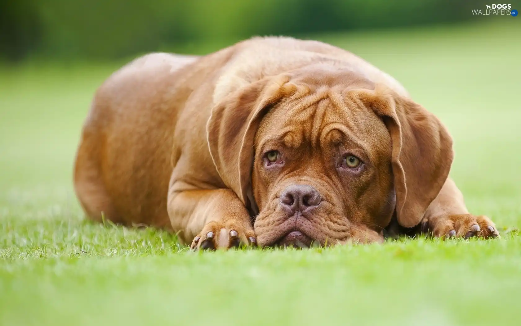 Dog de Bordeaux, lying
