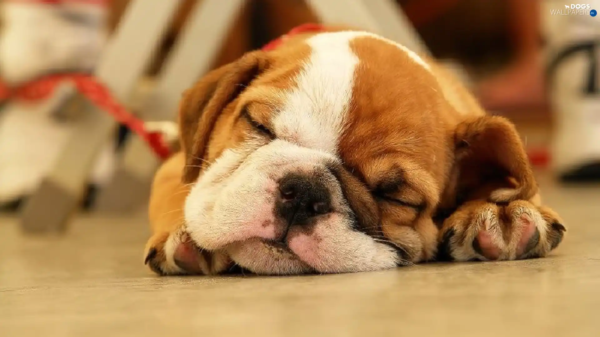 Puppy, Buldog, sleepy