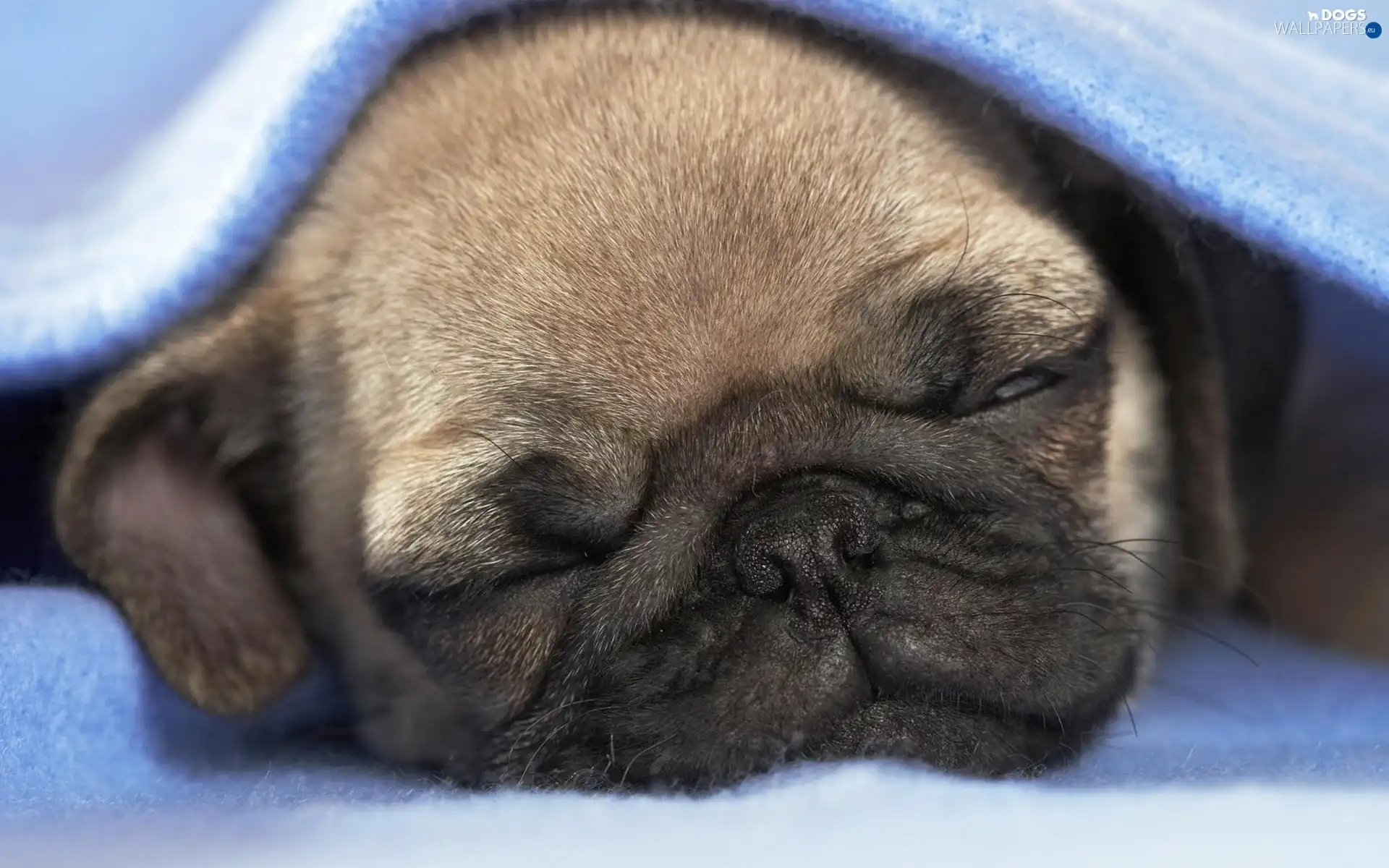 pug, sleepy