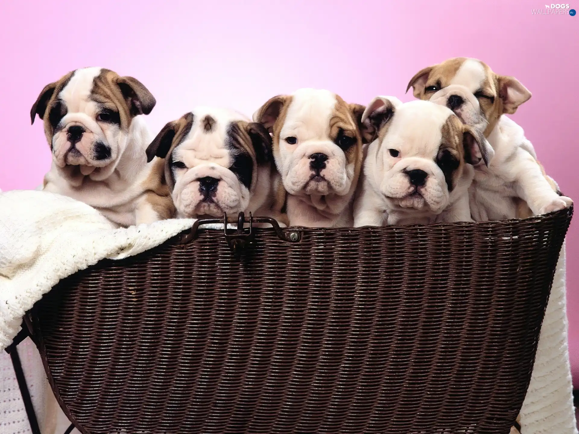 puppies, Bulldogs, basket