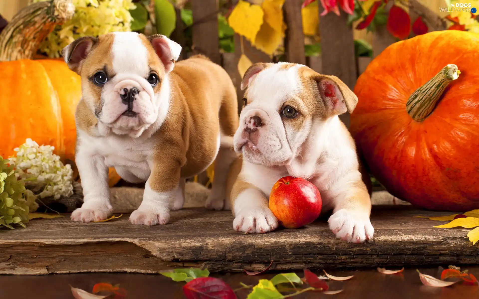 puppies, Dogs