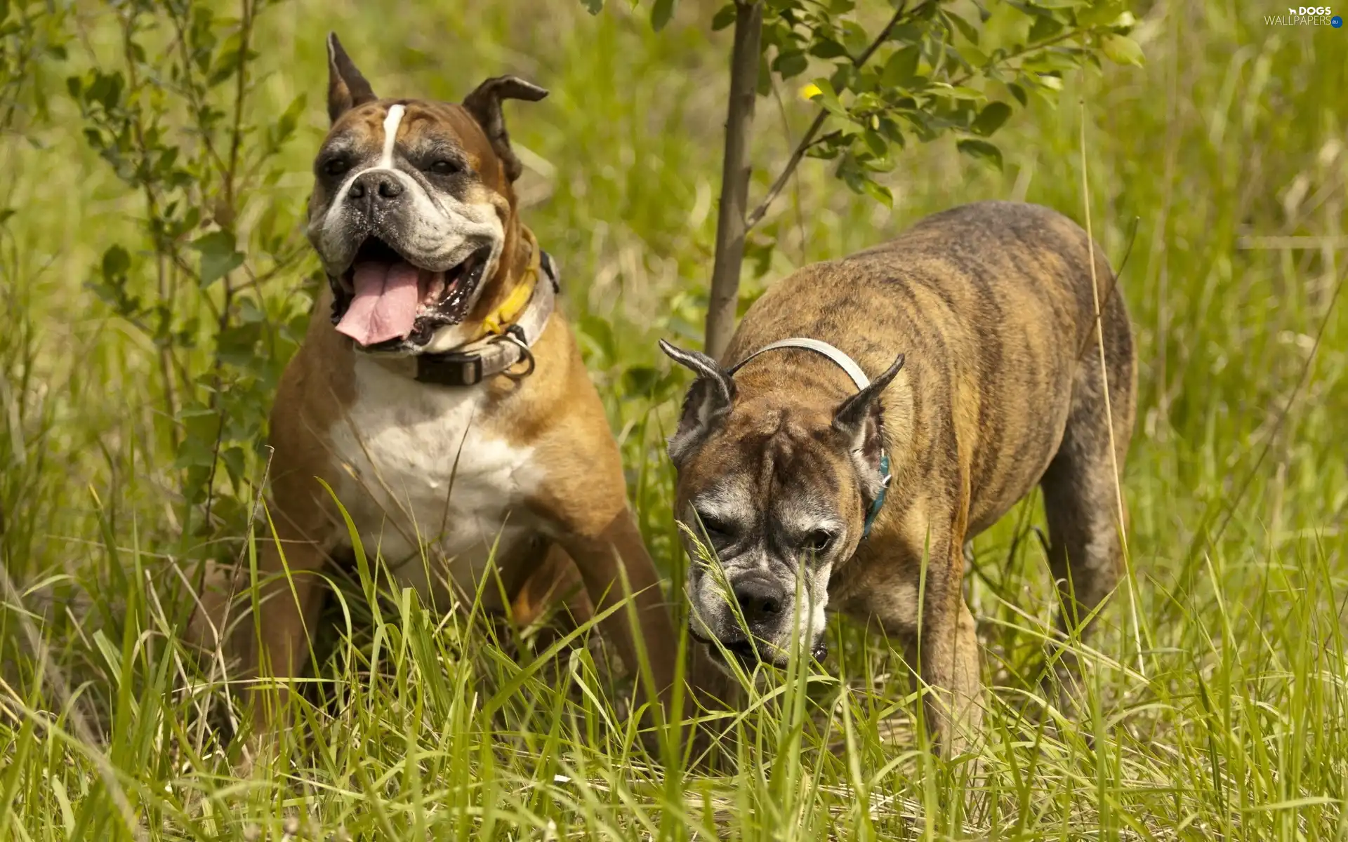 boxers, grass, Two cars