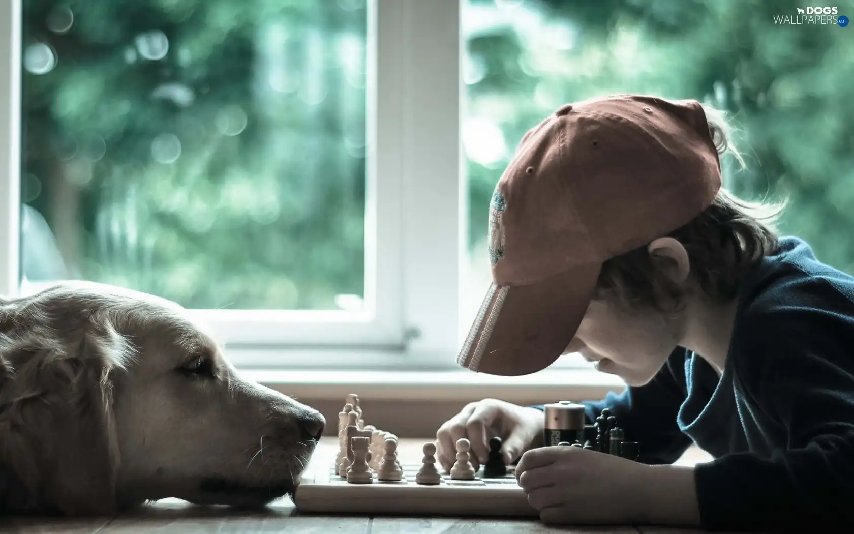 boy, chess, Golden Retriever