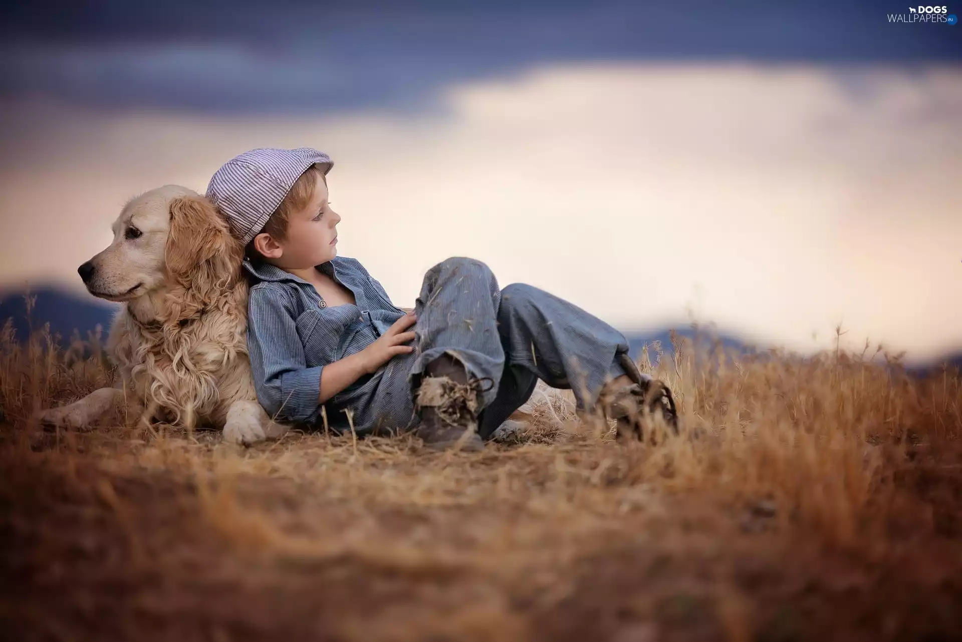 Golden Retriever, Meadow, boy, dog, Kid