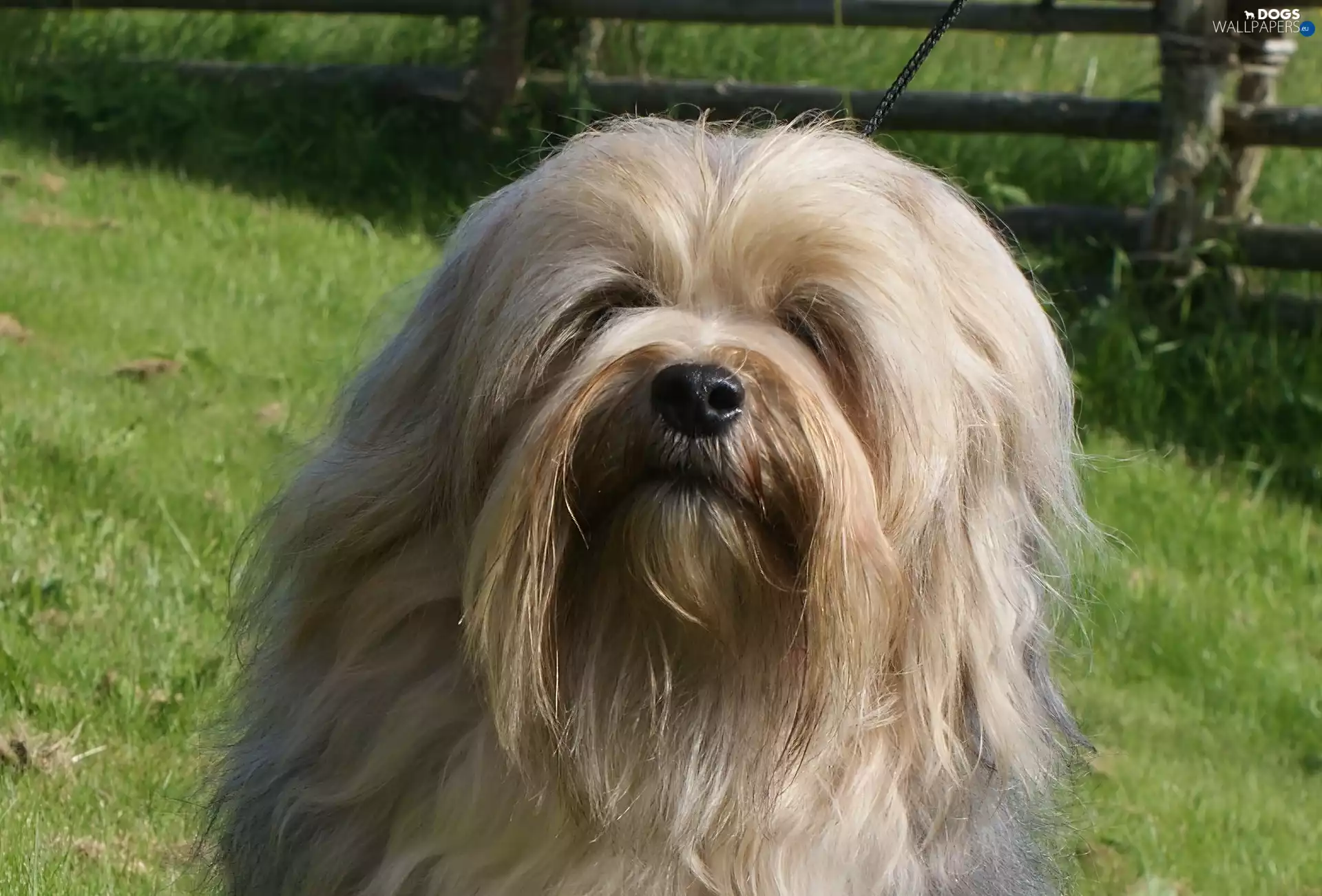 Lion boys, Head, grass, Lowchen