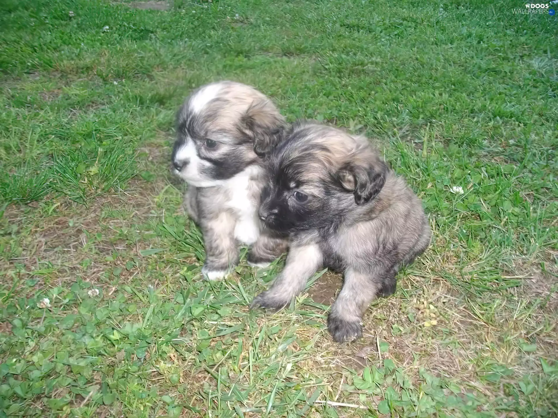 Two cars, Lion boys, grass, puppies