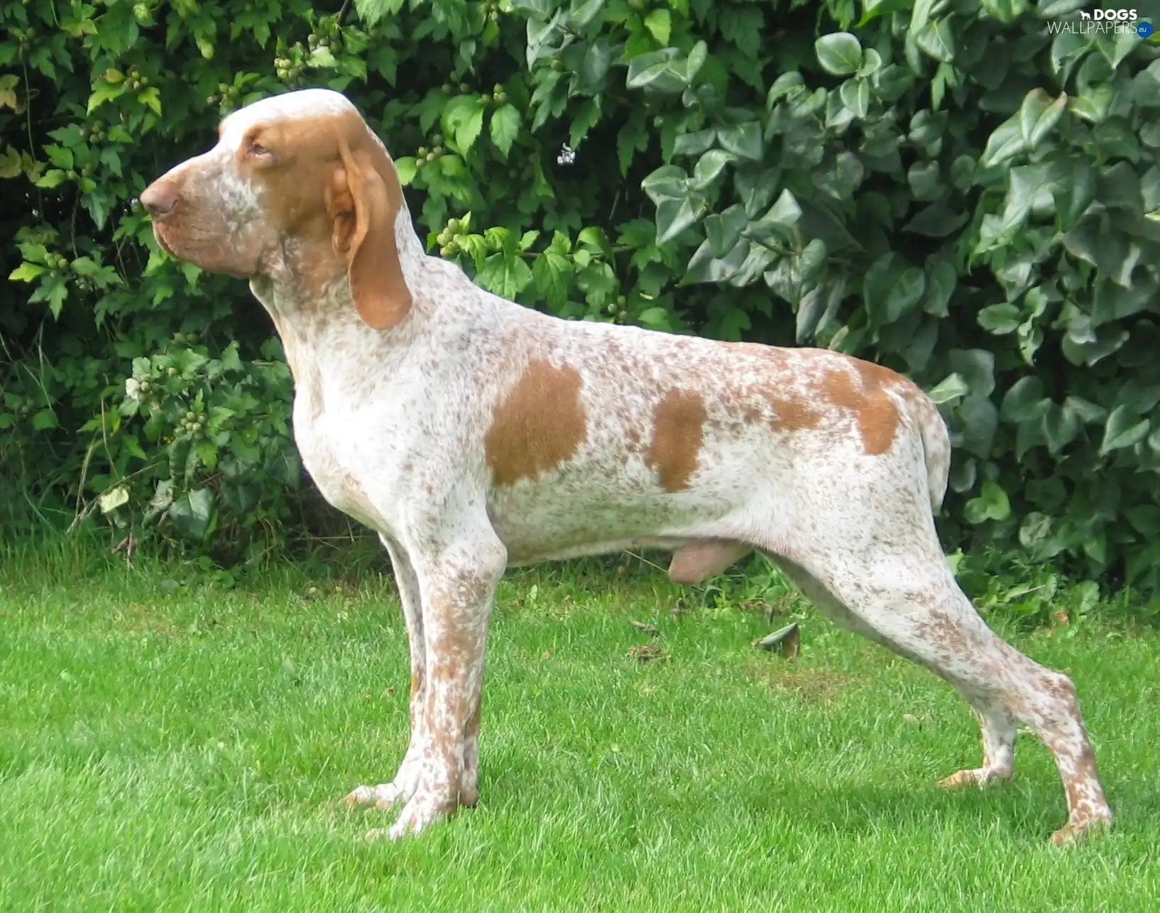 Bracco italiano, Italian Shorthair Pointer