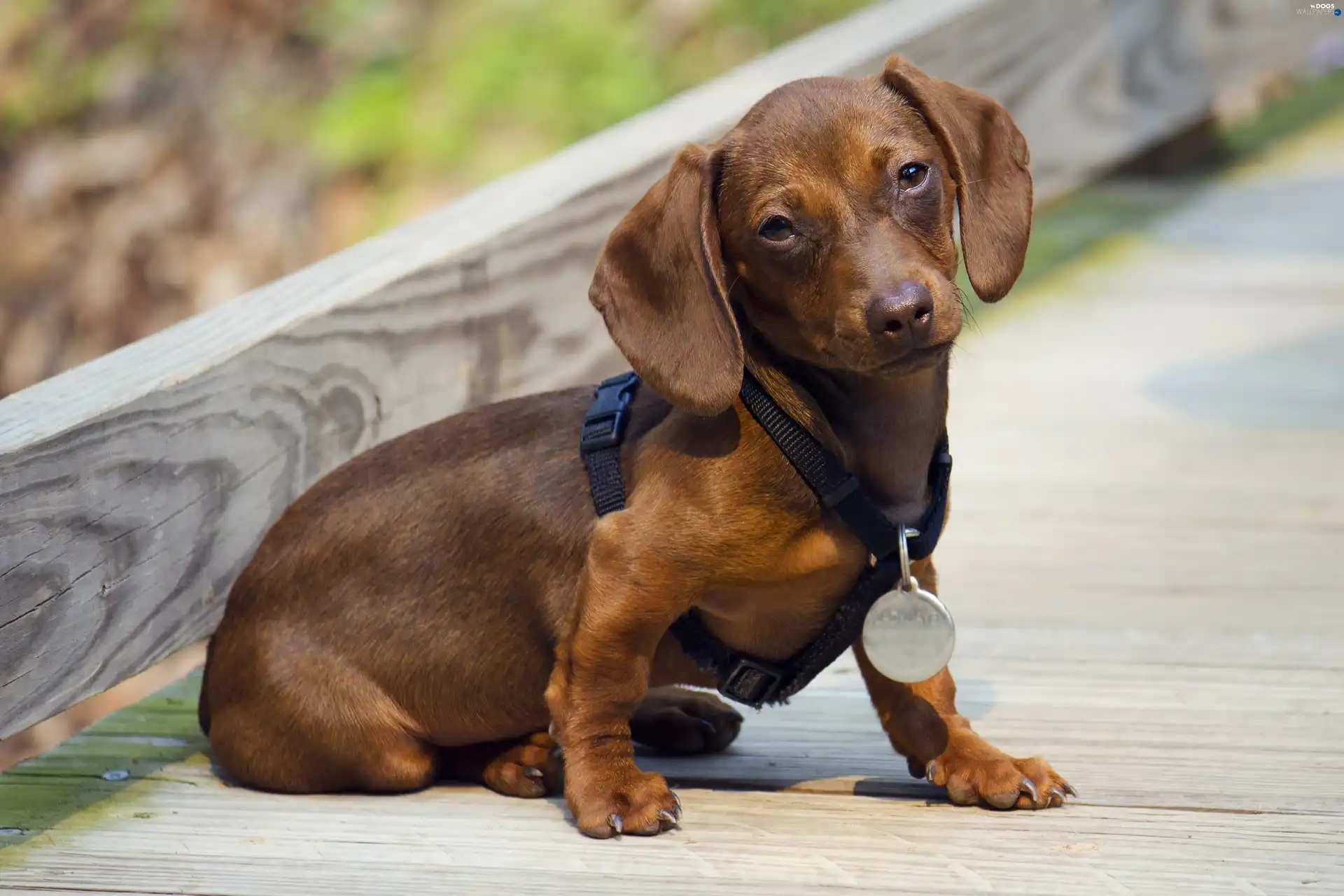 dachshund, braces, Brown