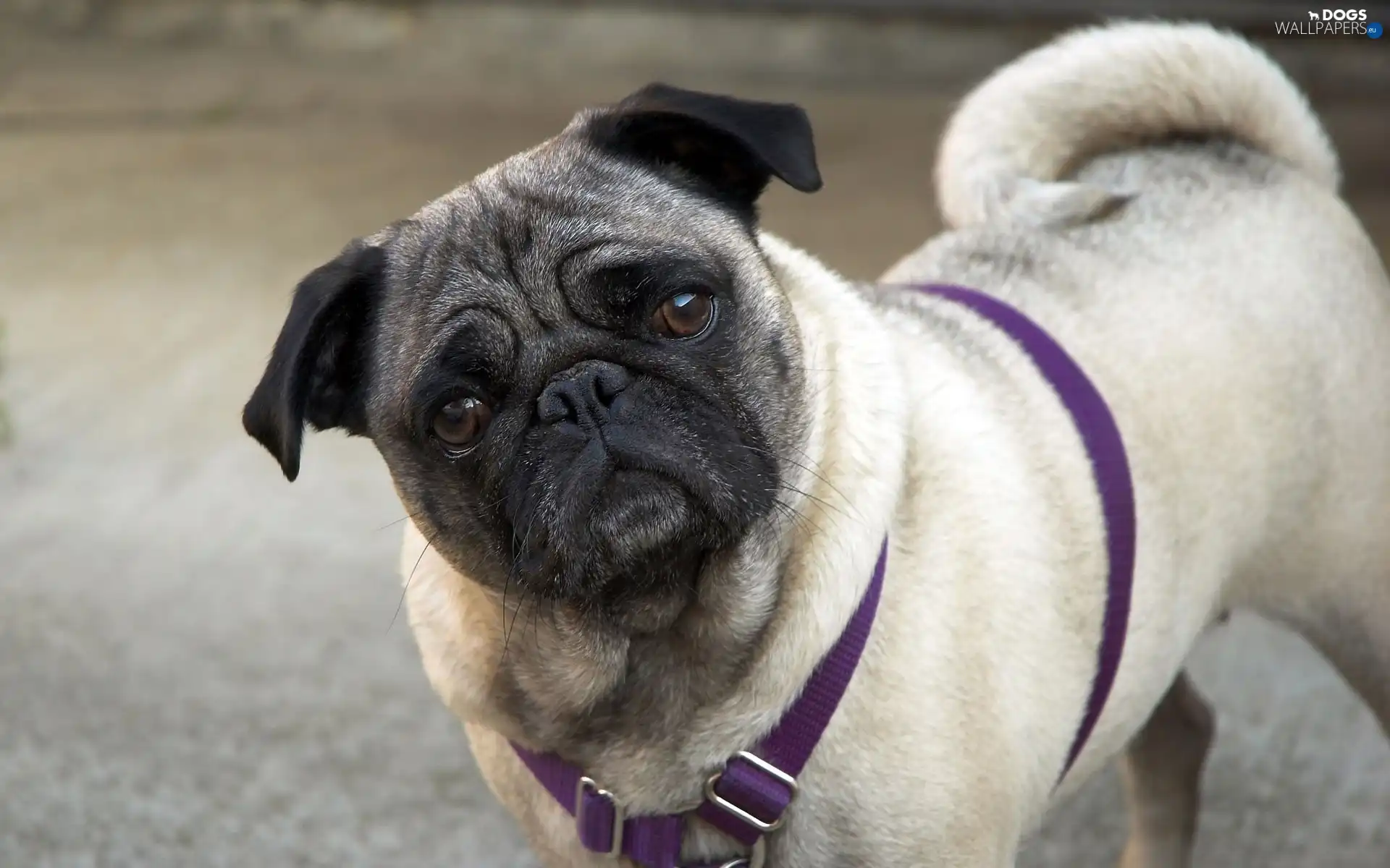 pug, braces, doggy