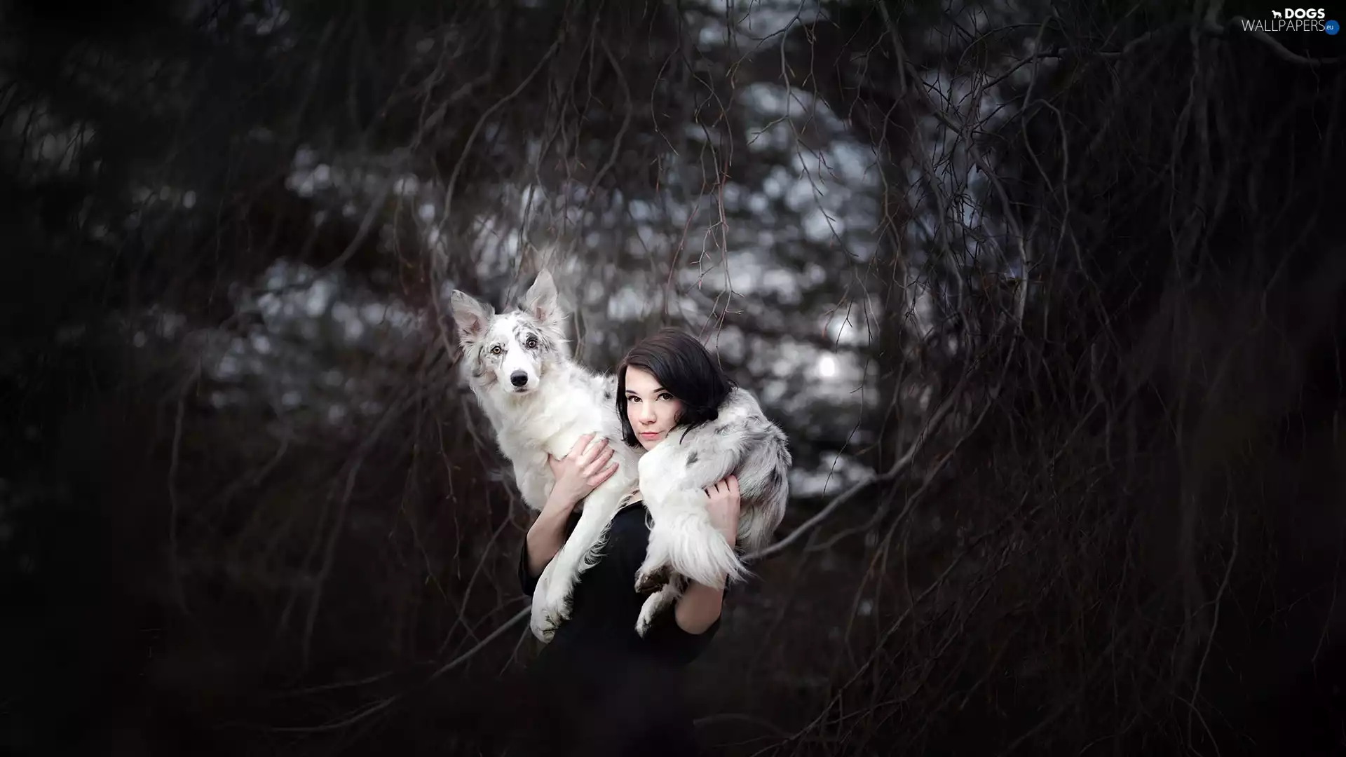 Women, Border Collie, branch pics, dog