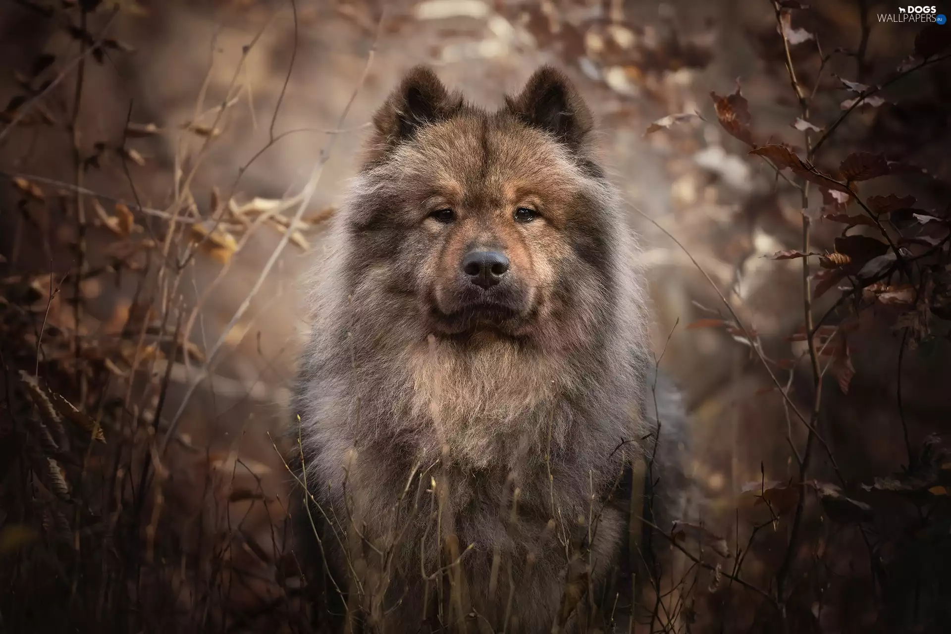 dog, The look, branch pics, Rurasier Spitz