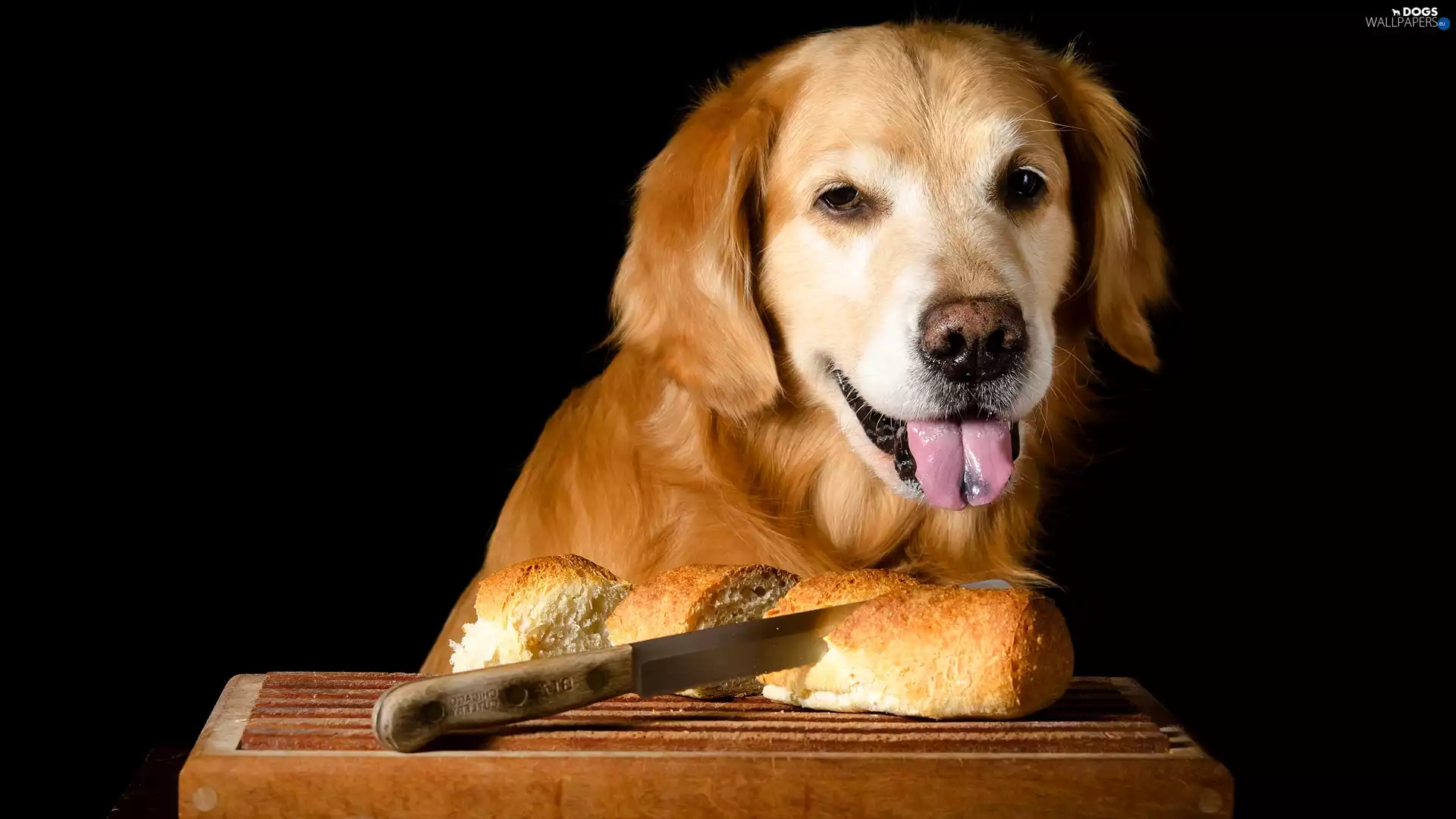 bread, muzzle, board, Tounge, Golden Retriever, knife, Dark Background