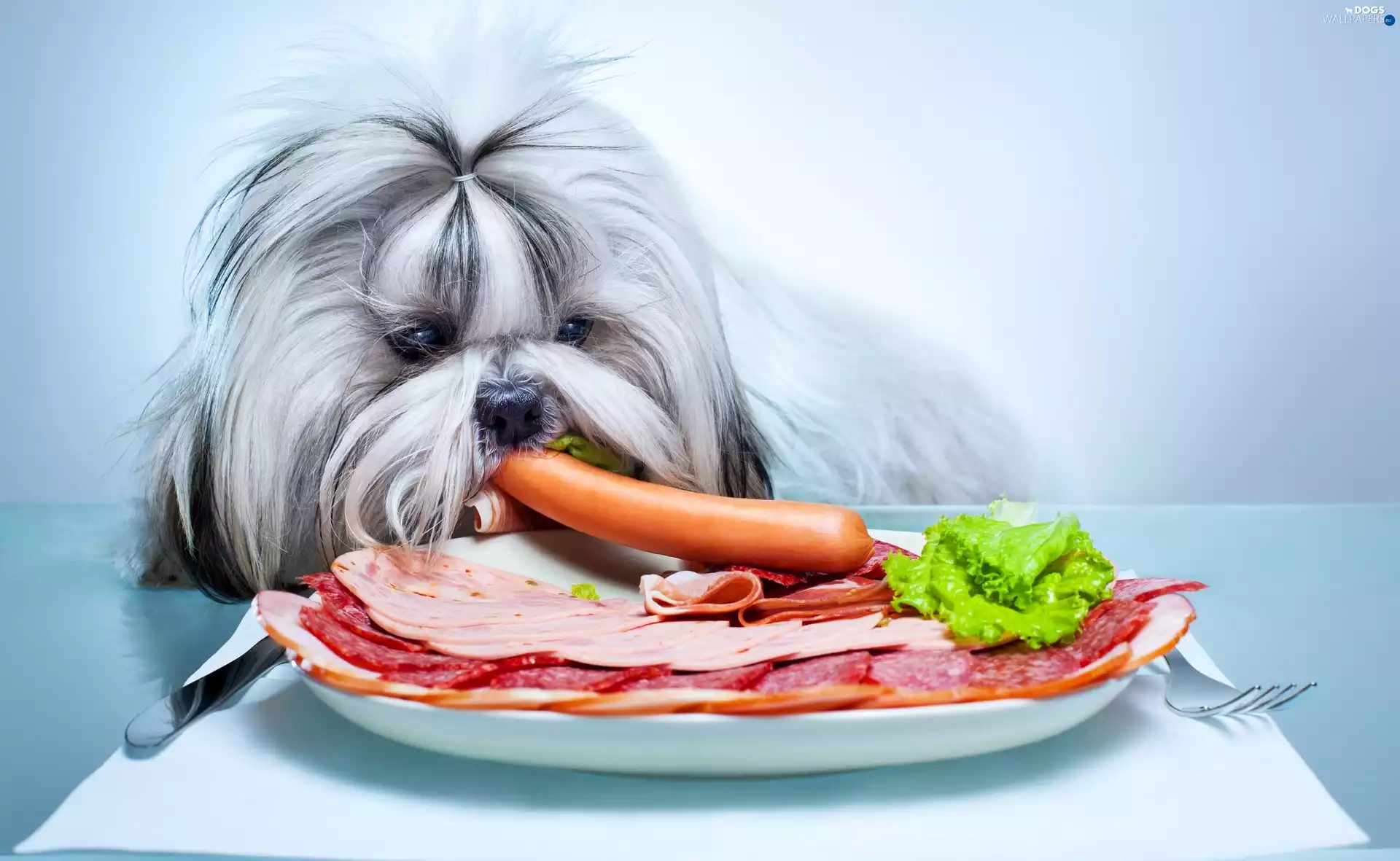 dog, breakfast, Shih Tzu, sausage