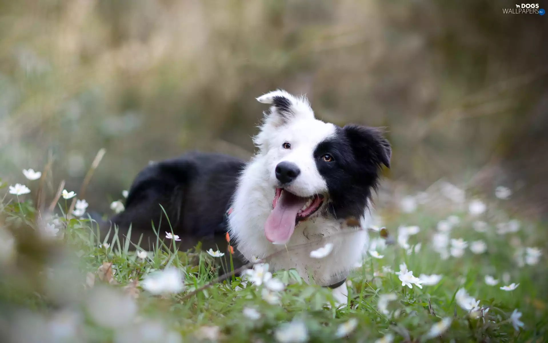 Meadow, Border Collie, breathless