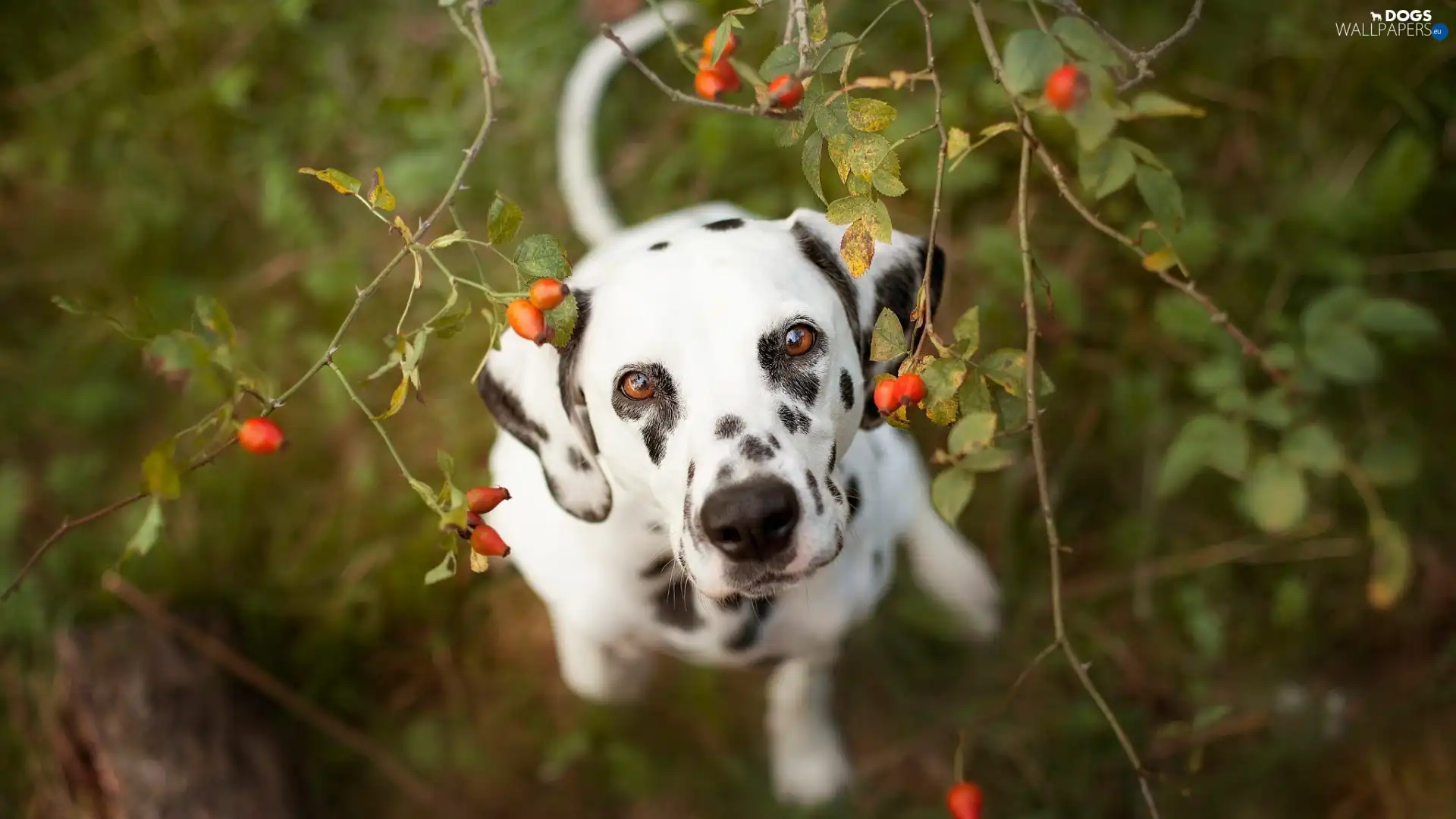 Briar, Dalmatian
