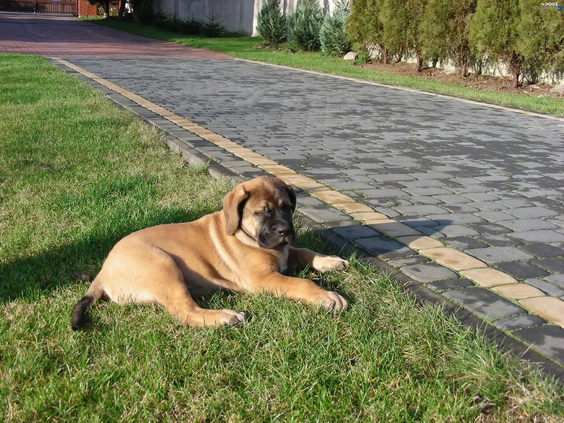 brick, English mastiff, honeyed, paving, Puppy