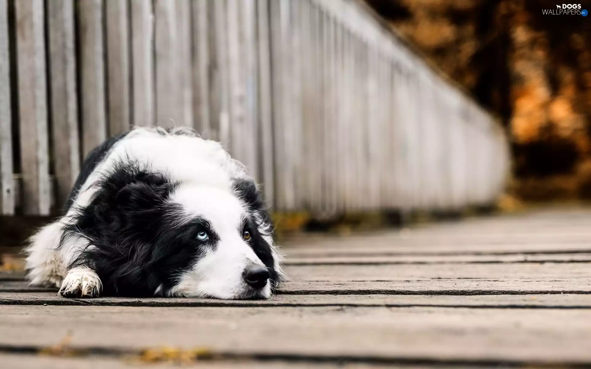 blur, Border Collie, bridge