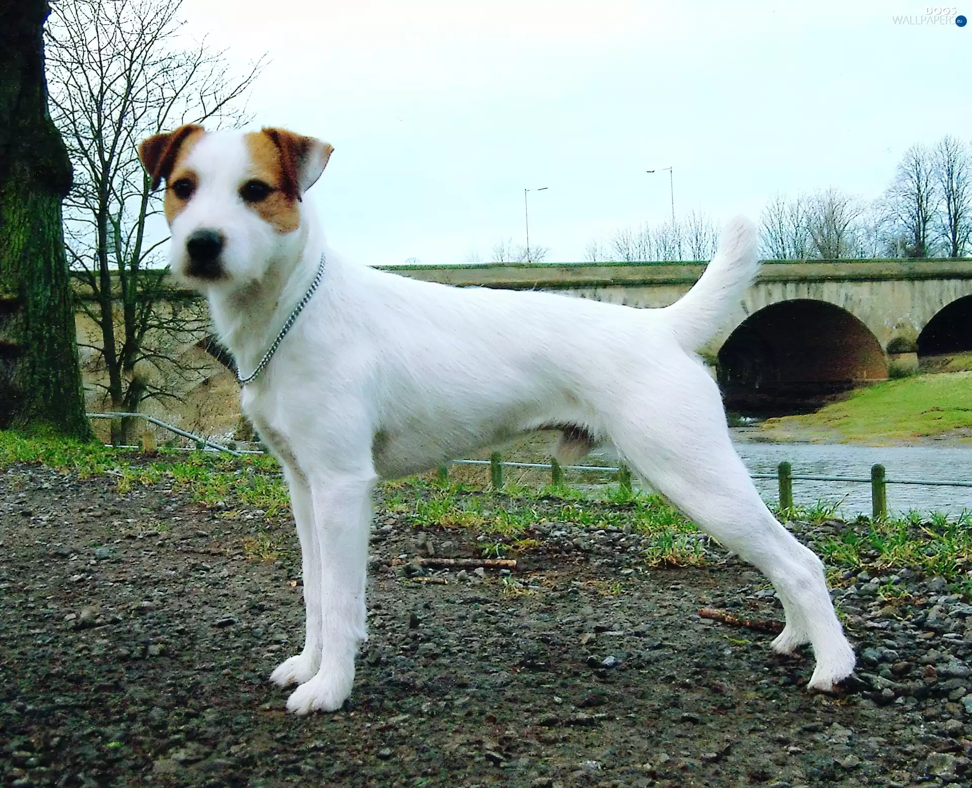 Parson Russell Terrier, bridge