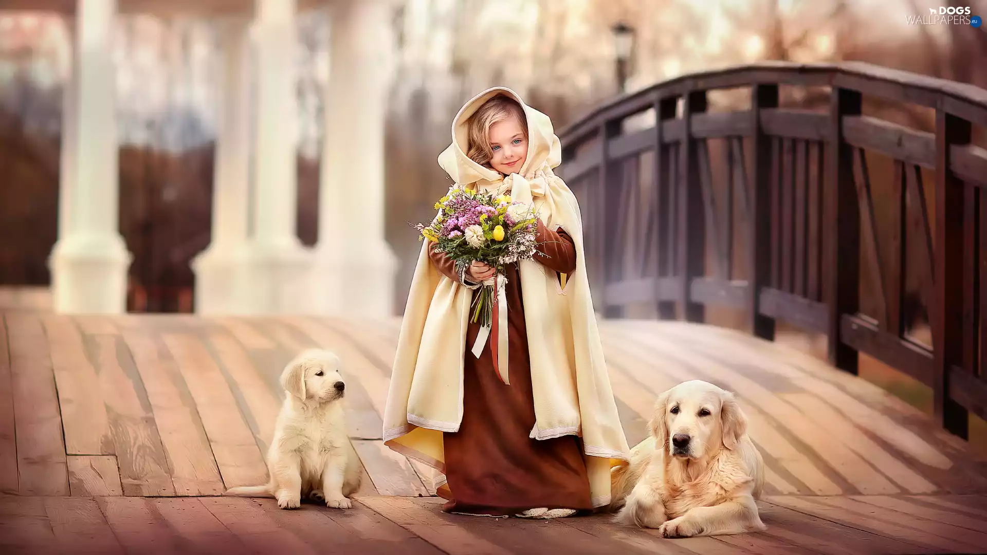 Dogs, cape, Puppy, Flowers, girl, Golden Retriever, bridge