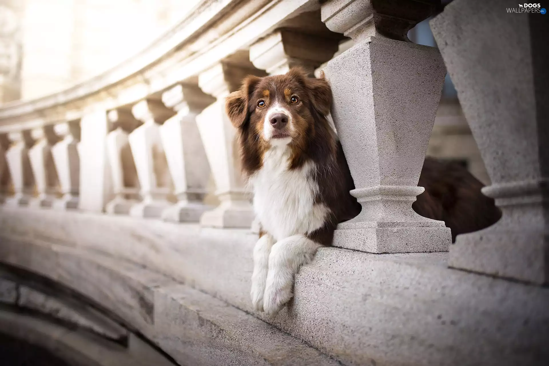 railing, Australian Shepherd, bridge