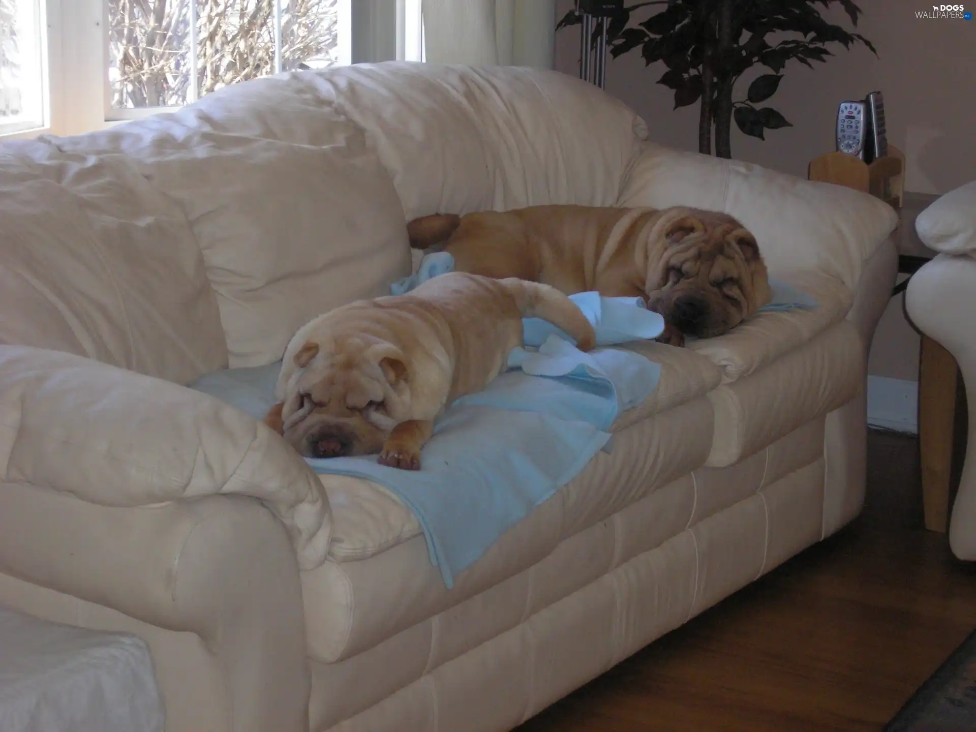 Leather, Bright, Two cars, sofa, Shar Pei