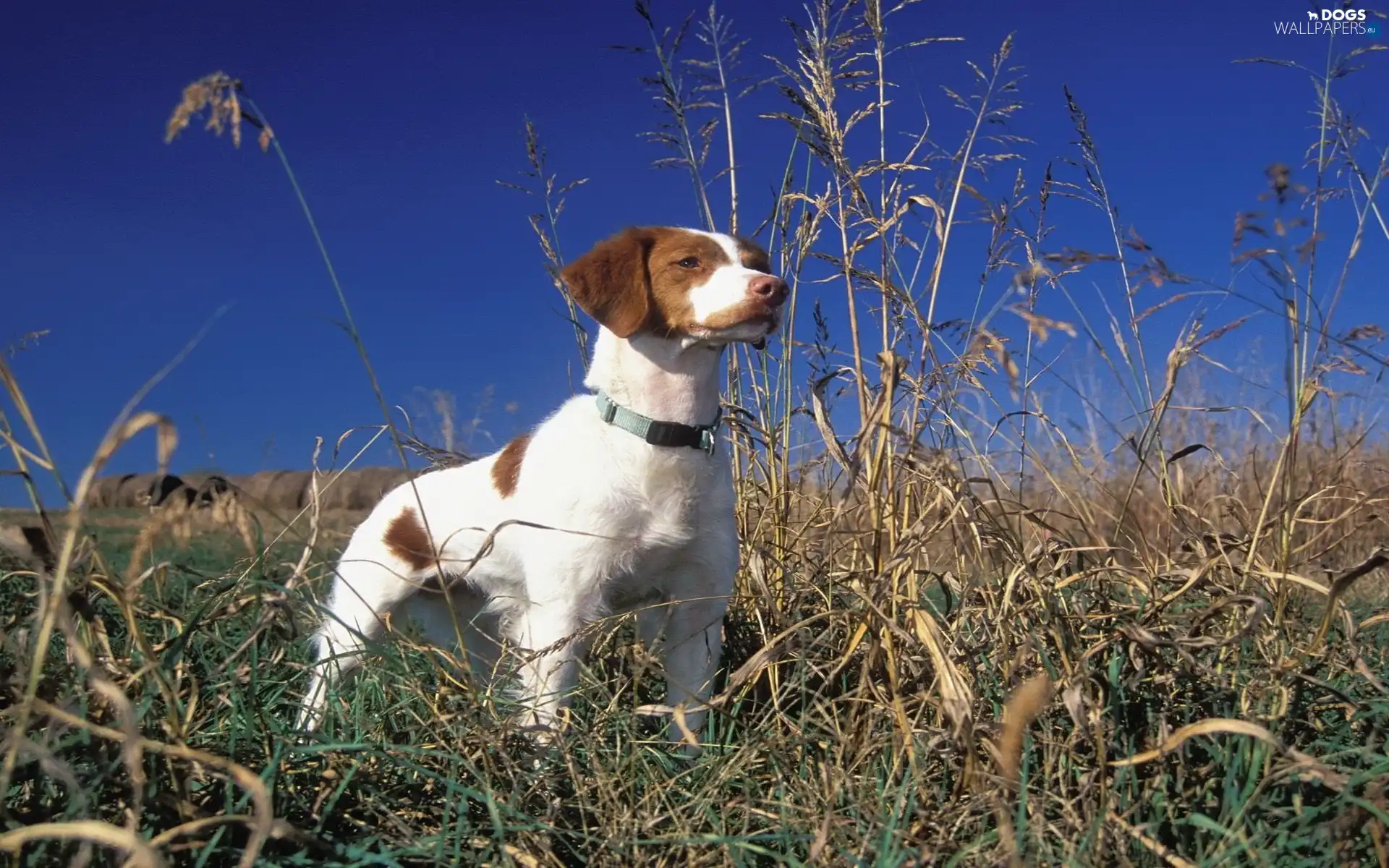 Meadow, Brittani Spaniel