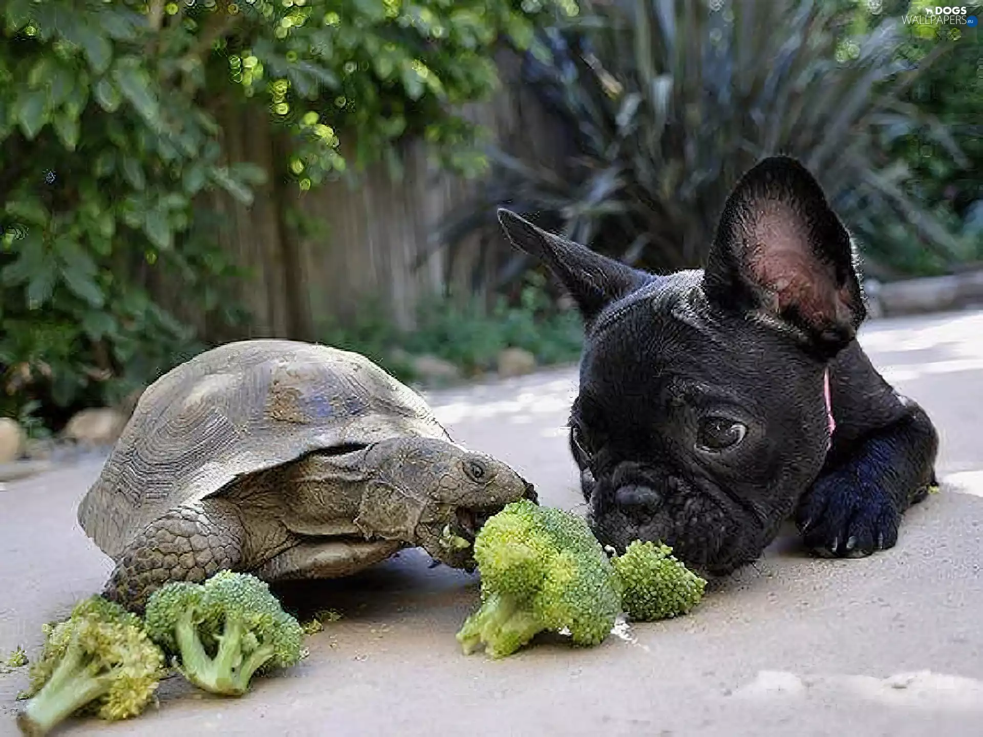 turtle, broccoli, French Bulldog, doggy