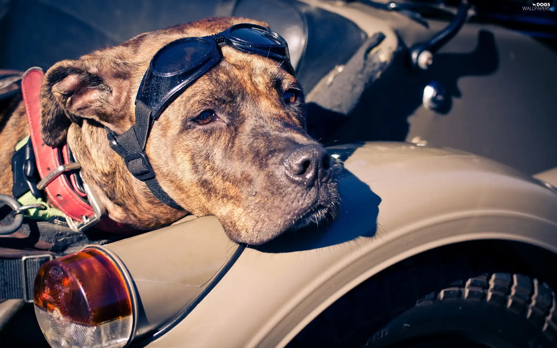 Broholmer, Motorbike, dog, Glasses