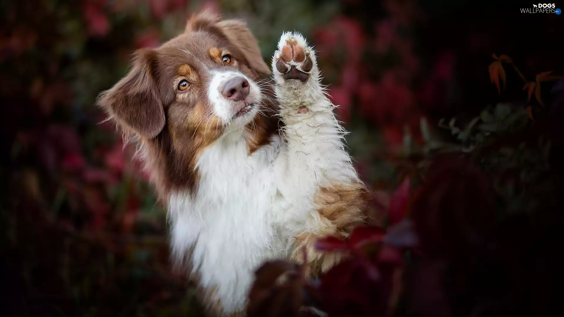 Brown and white, dog, The raised, pud, muzzle, Australian Shepherd