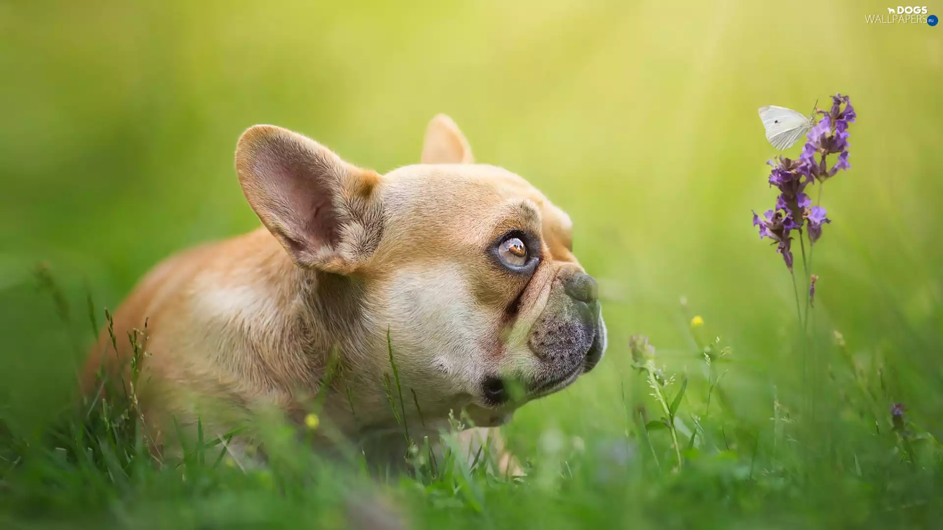 Colourfull Flowers, butterfly, Brown, Puppy, French Bulldog
