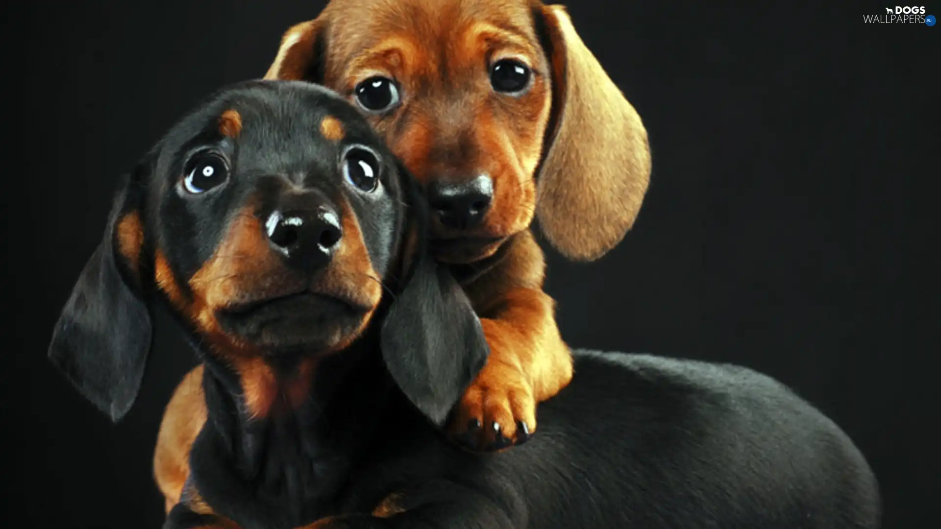 Brown, Black, Two cars, dachshunds