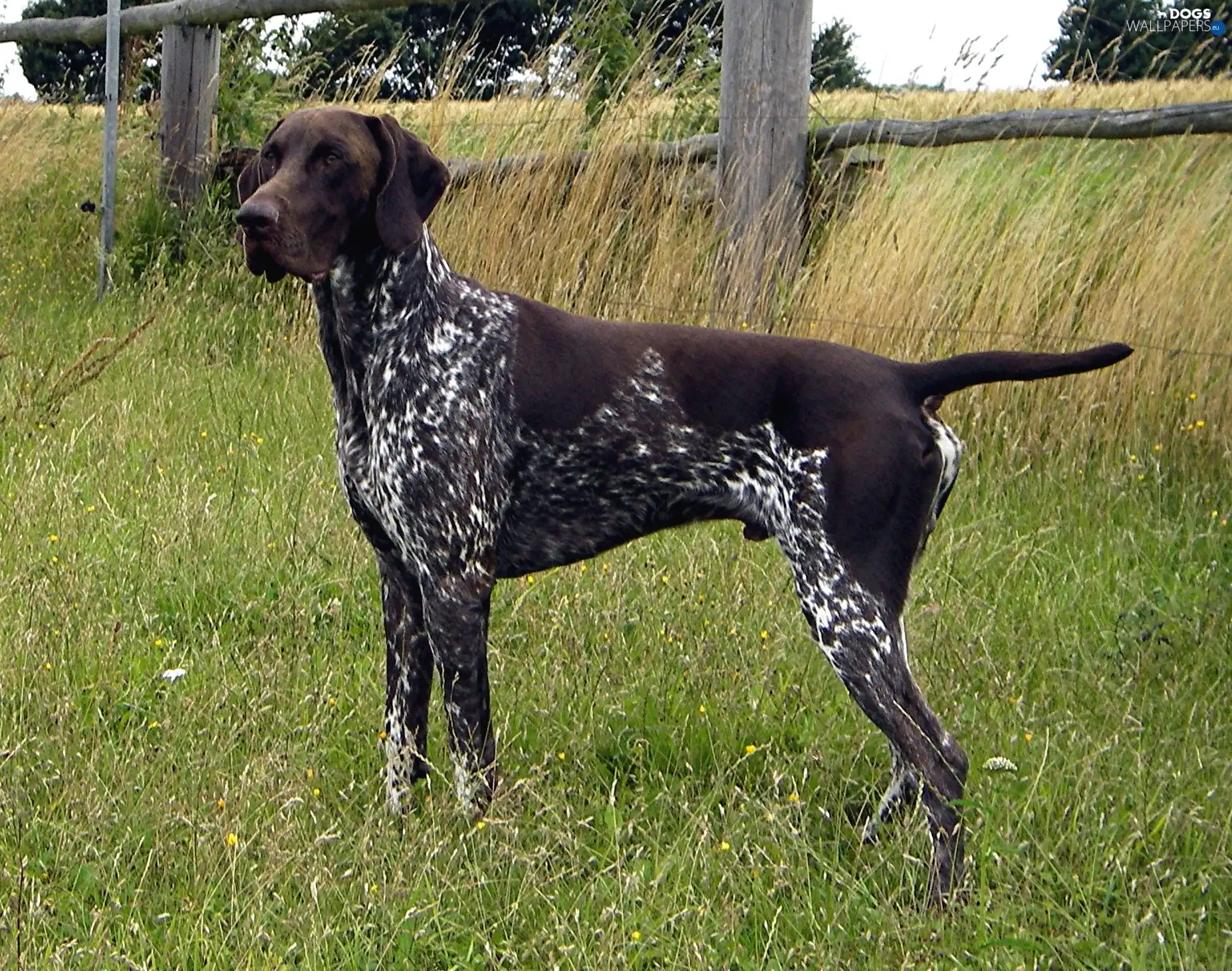 Head Brown German Shorthaired Pointer Dark Roan Coat Dogs