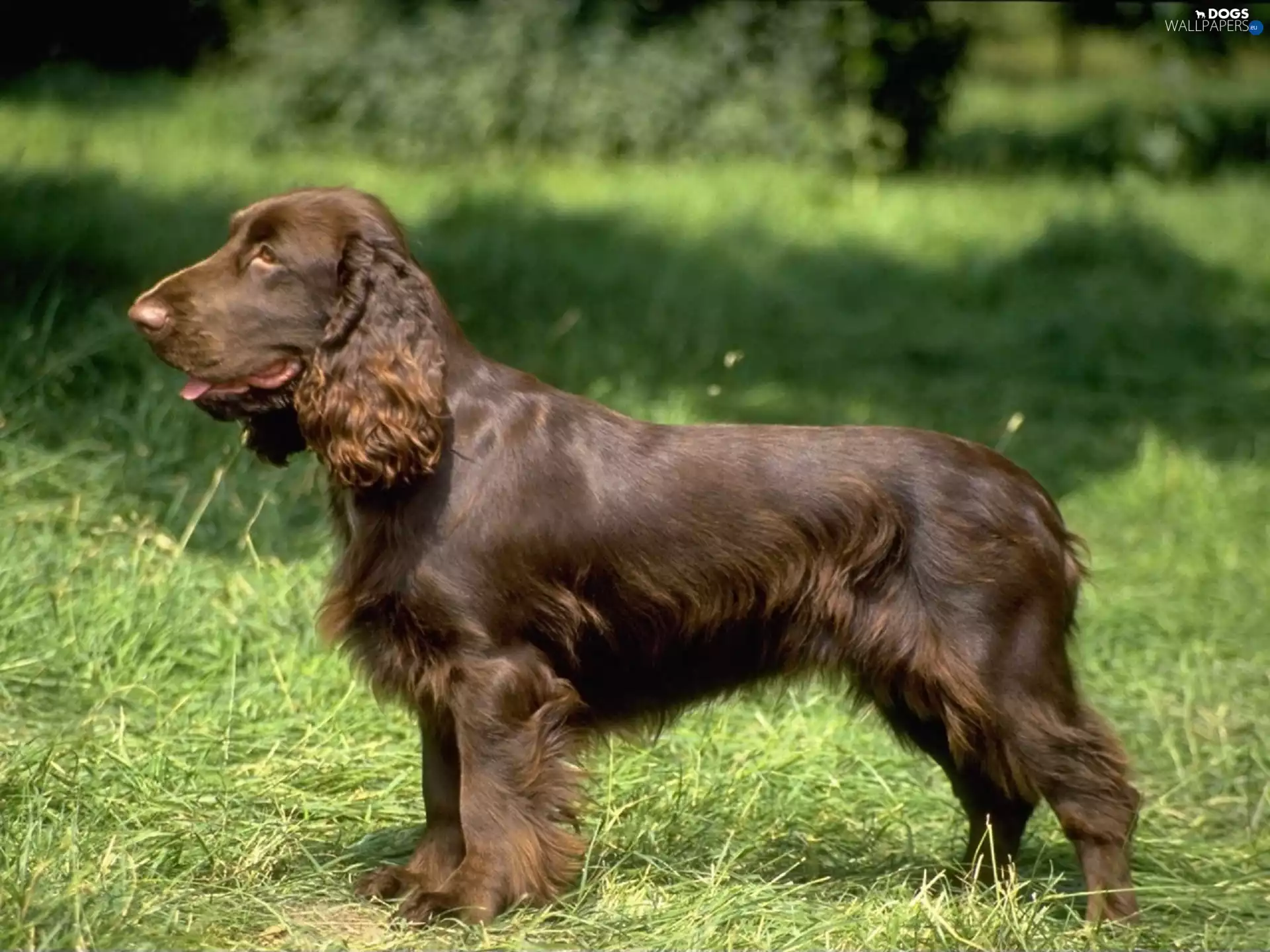 coat, Field spaniel, Brown