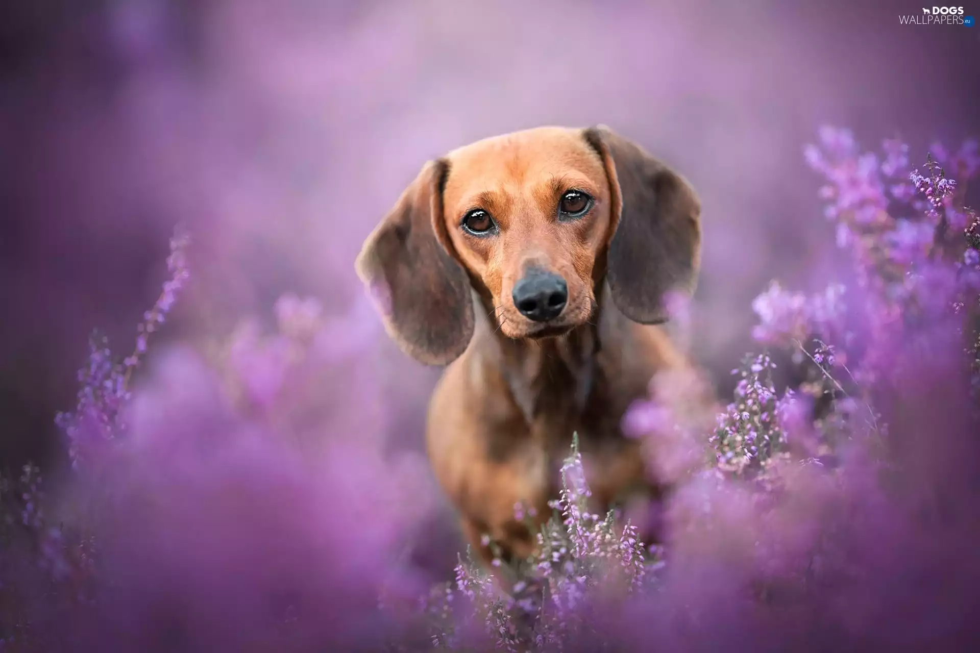 dog, dachshund, heathers, Brown