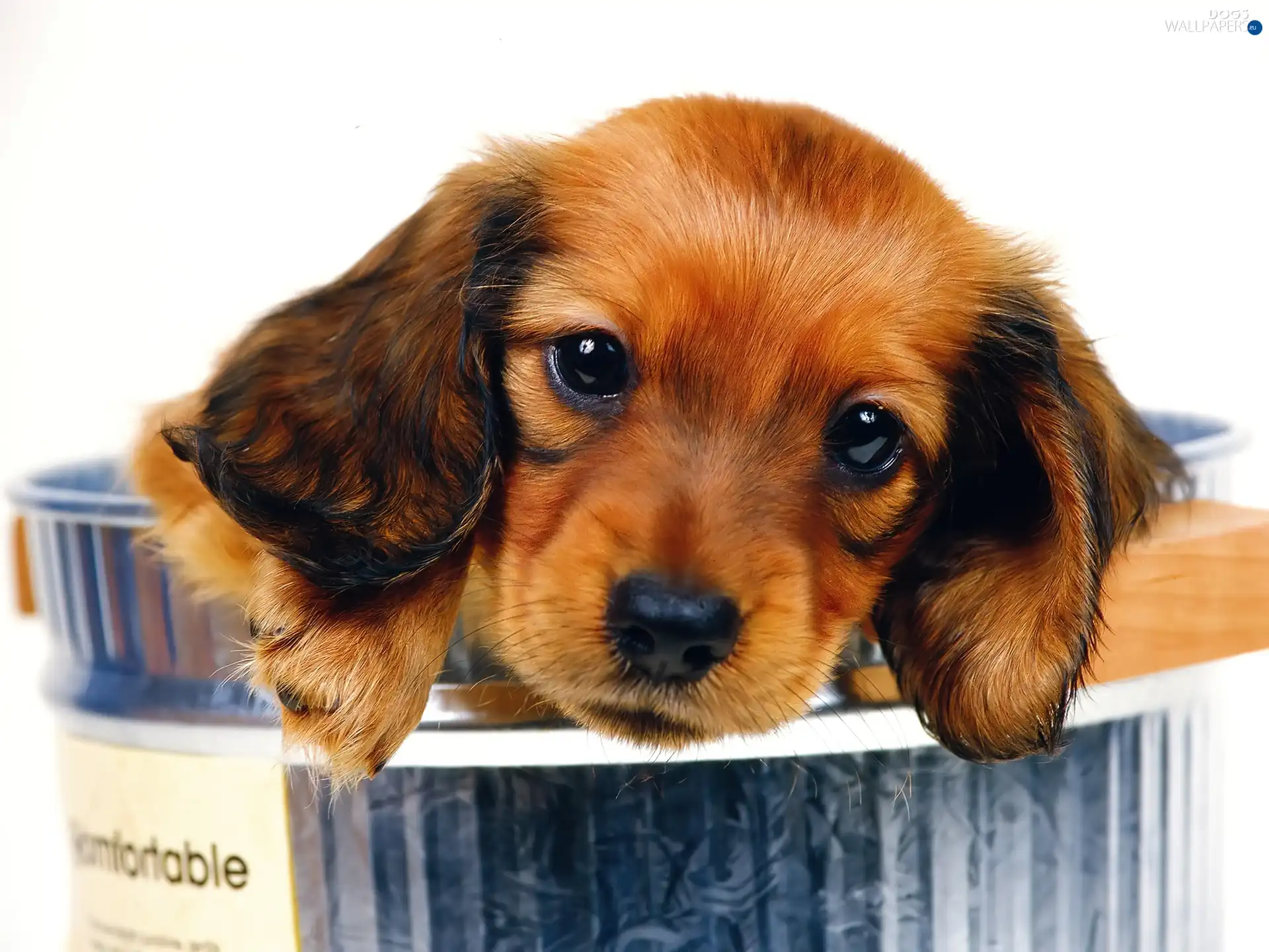 Brown, Sausage Dog, small