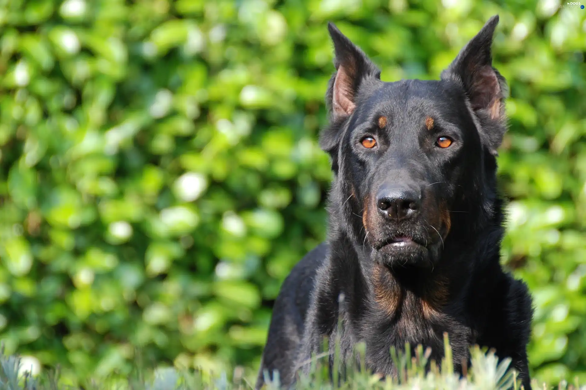 Brown, Eyes, Shepherd French Beauceron