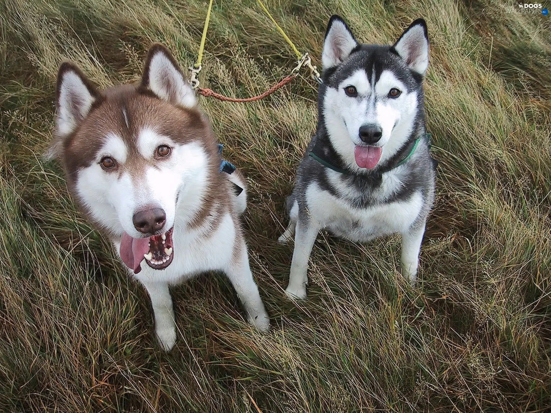 Brown, Siberian Husky, Black - Dogs wallpapers: 1600x1200 Brown, Siberian Husky, Black - Dogs wallpapers: 1600x1200