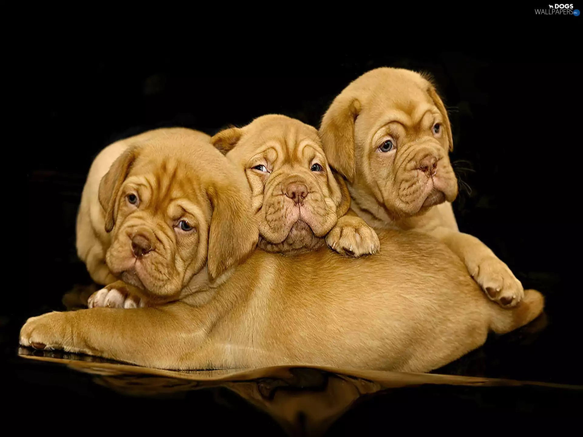 Puppies, Three, mouths, Dog de Bordeaux, wrinkled, Brown