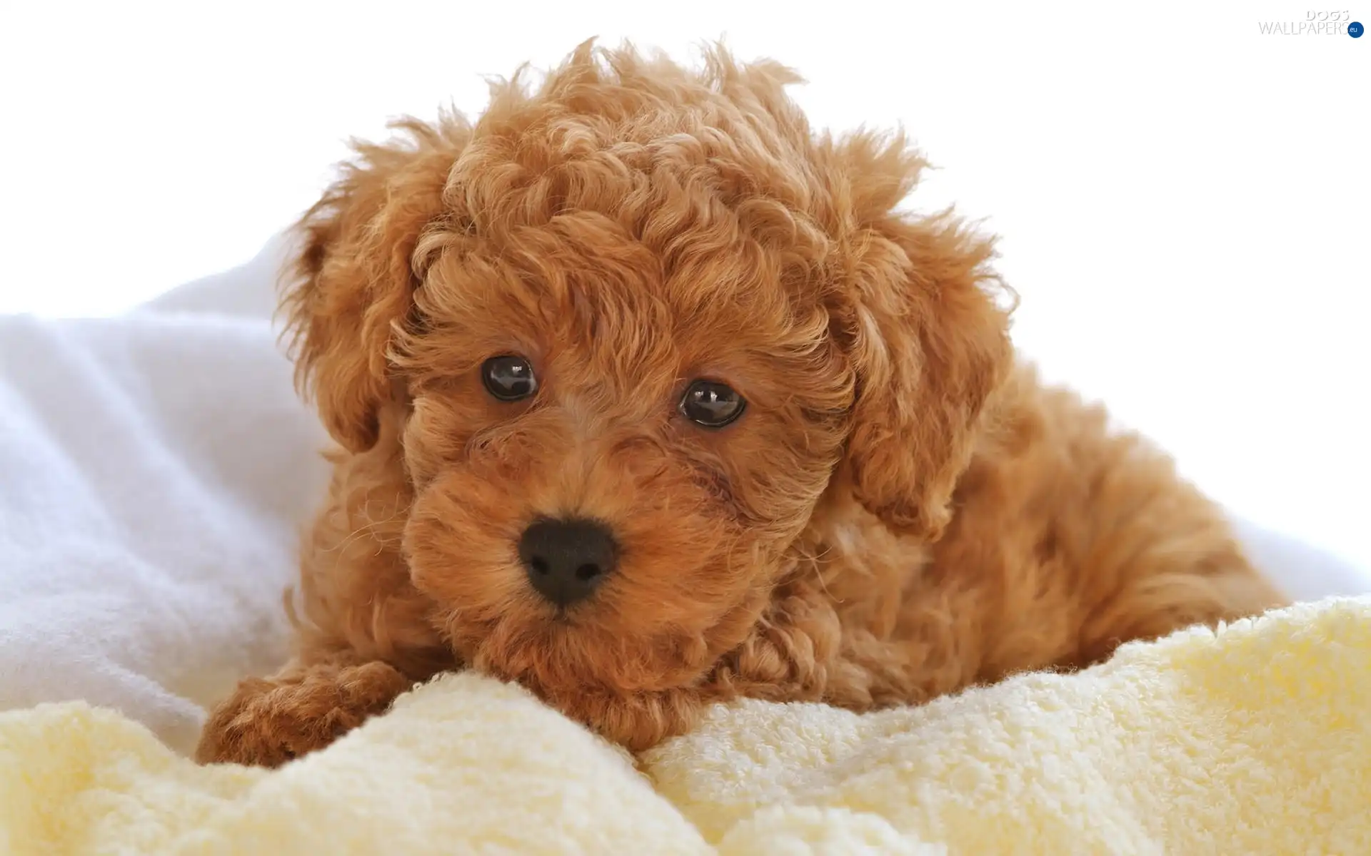 Bichon frise, brown, Puppy, Ointments