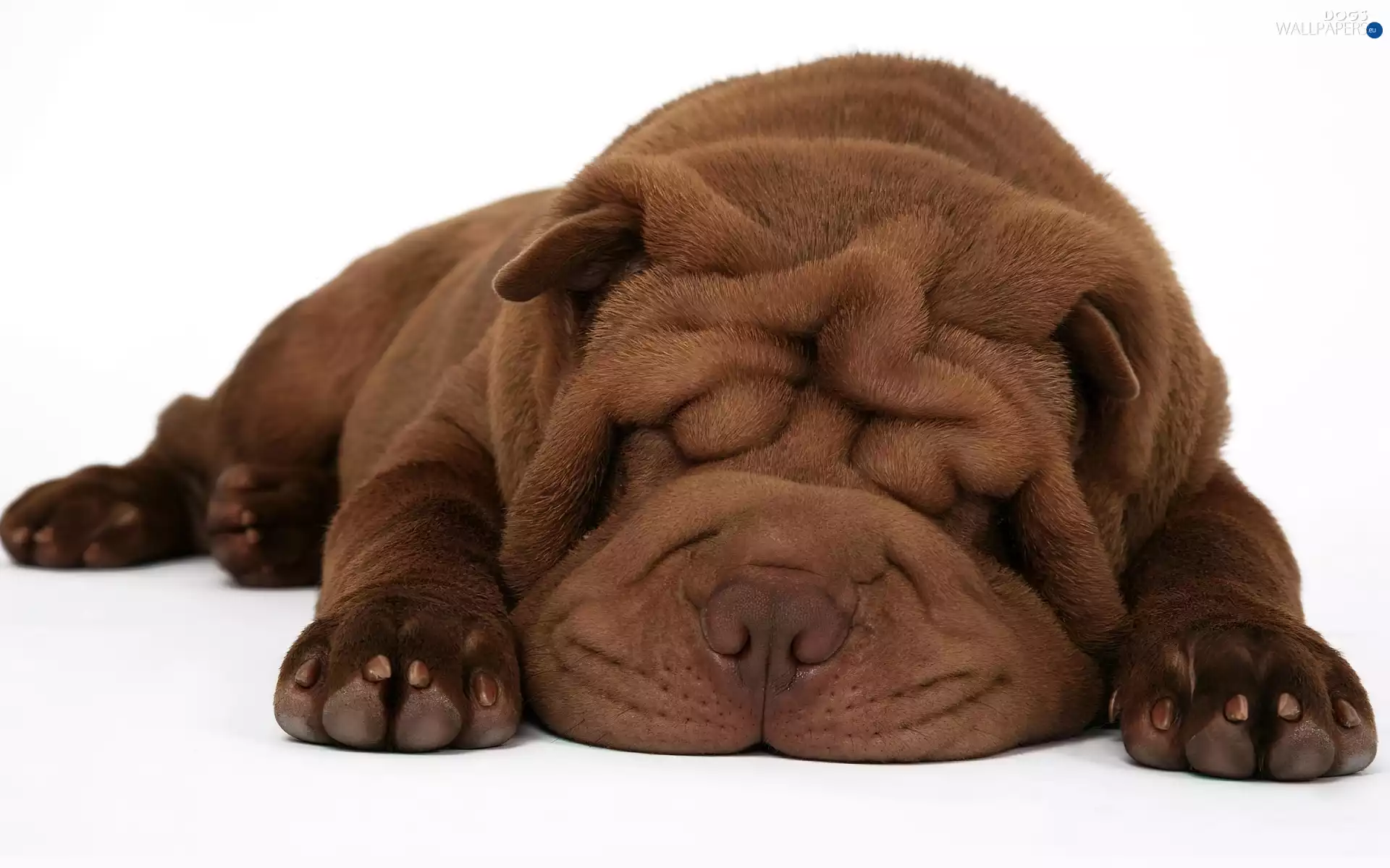 Brown, Shar Pei