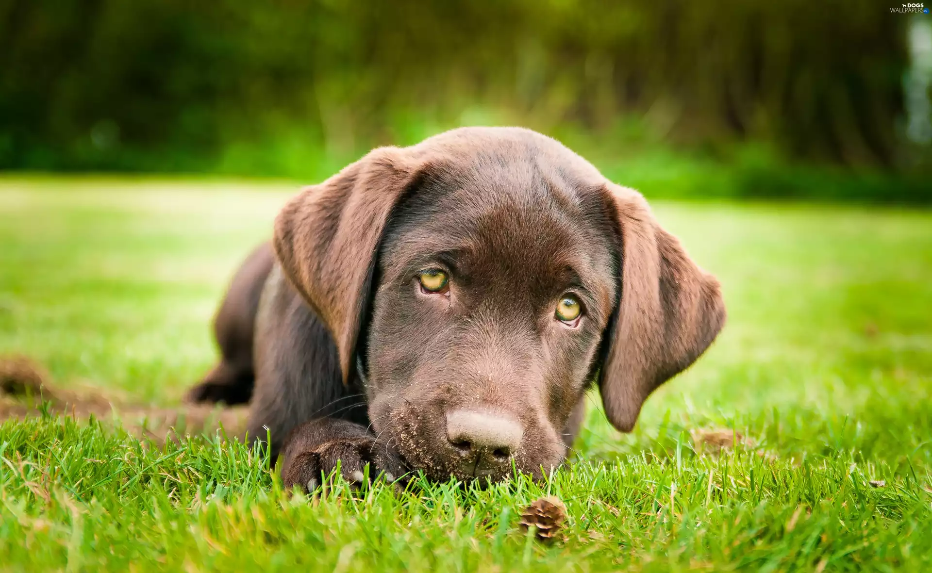 sad, Labrador, retriever, Brown