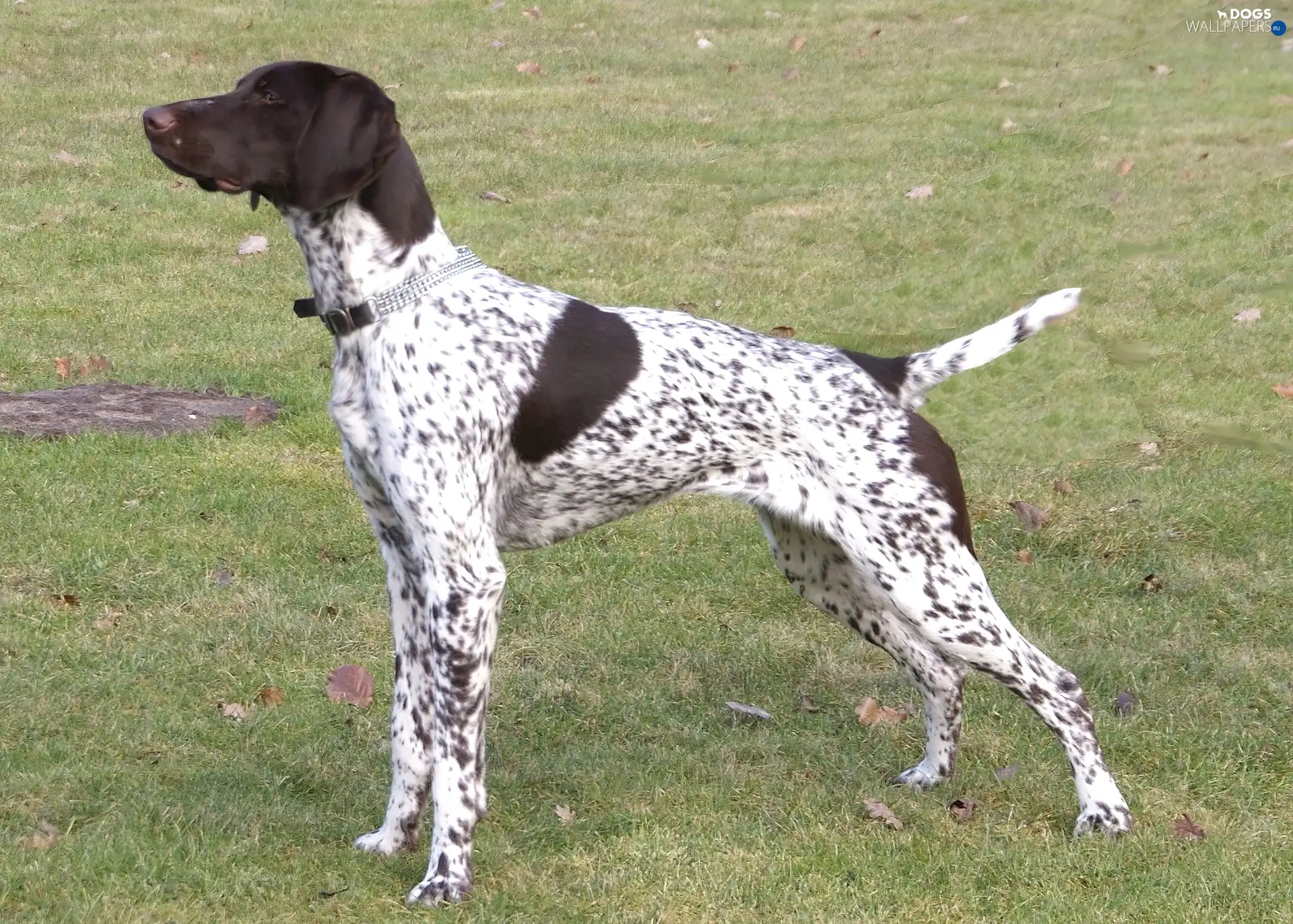 Brown, Head, German Shorthaired Pointer