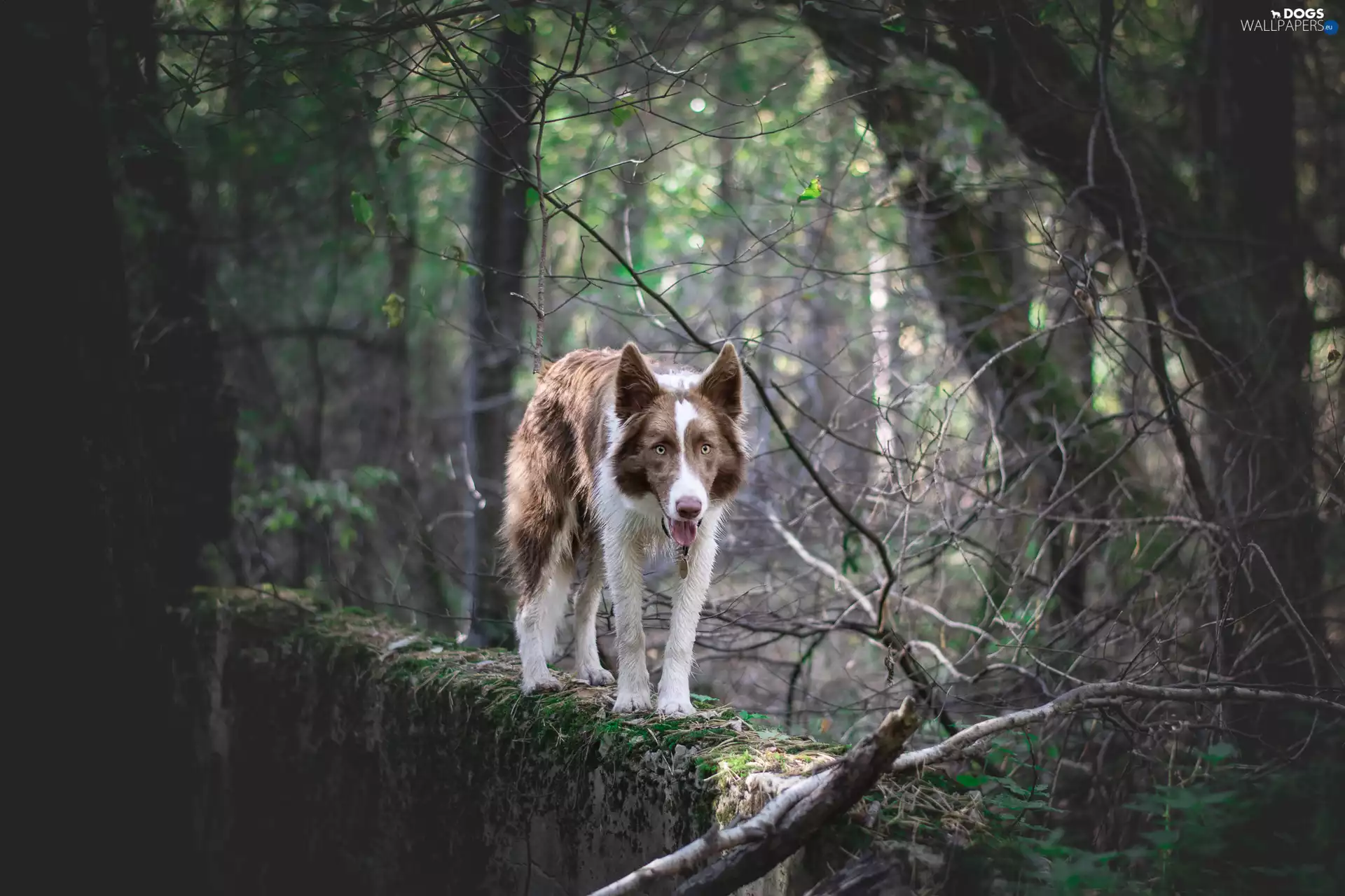 Brown and white, dog, viewes, ledge, trees, Border Collie